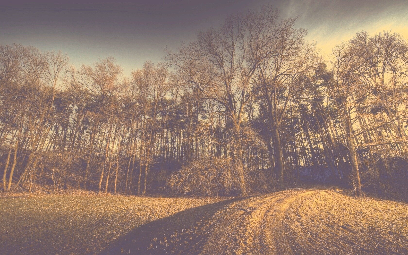 Дорога в лес обои