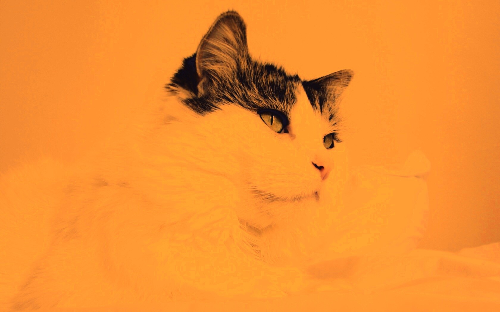 Белый кот с серой макушкой обои