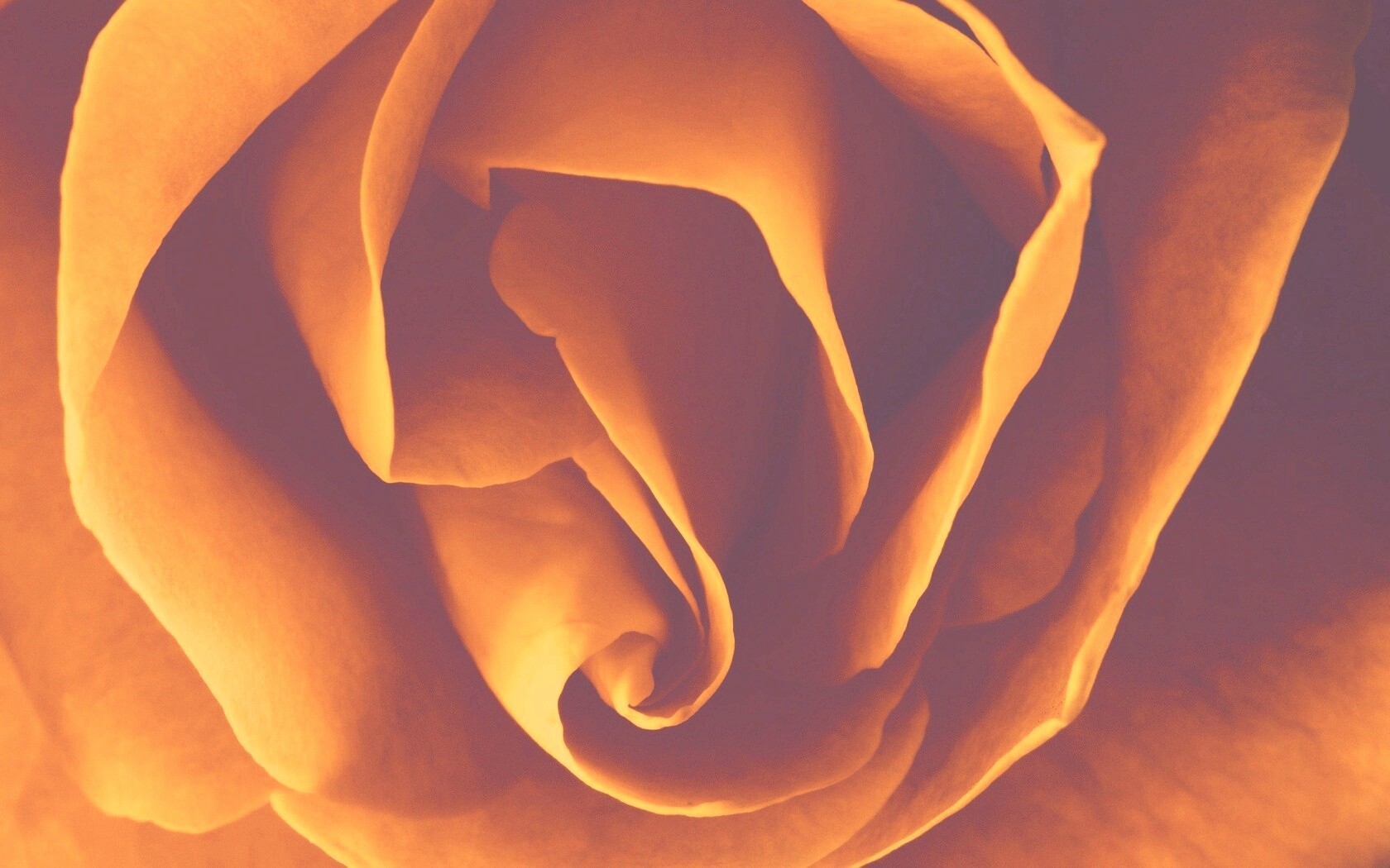 Макро фотка бутона обои