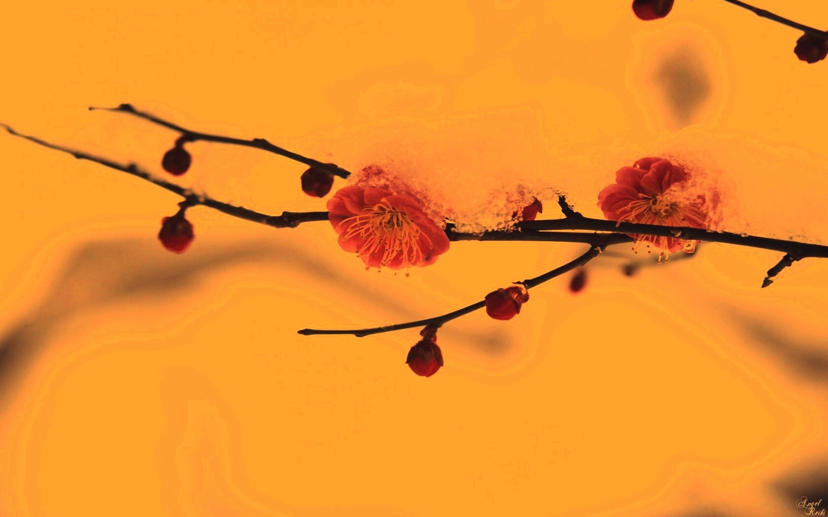 Цветы под снегом обои