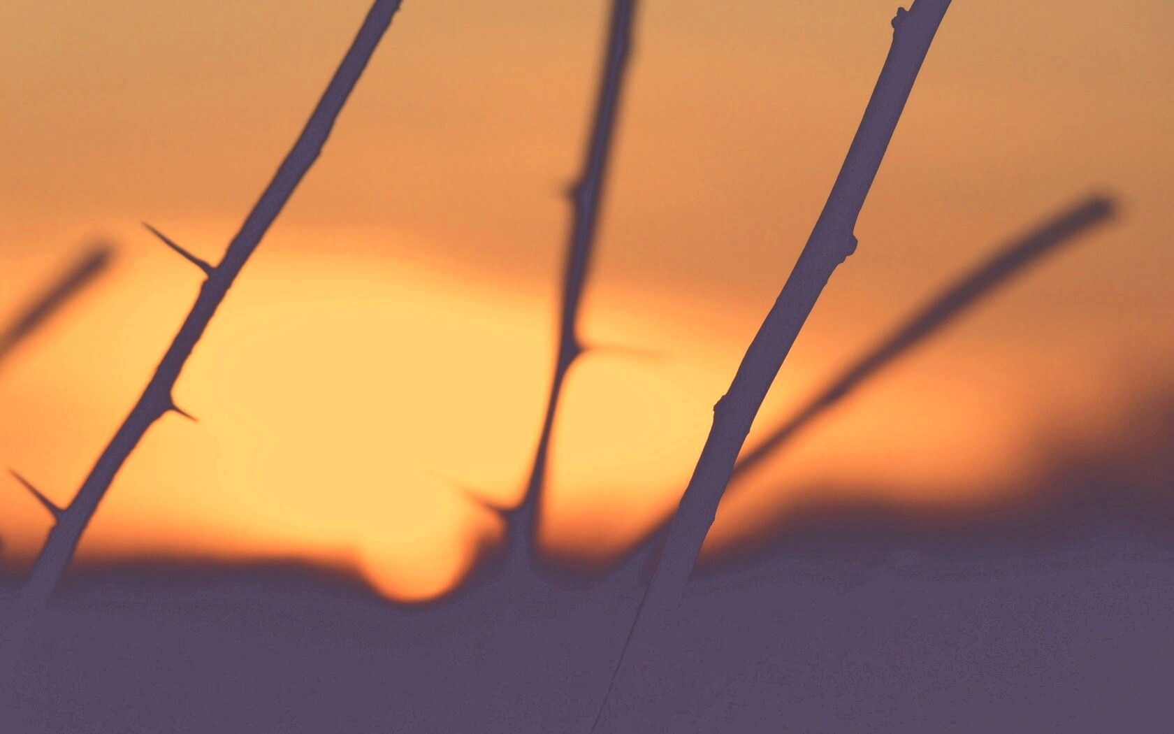 Закат солнца в поле обои