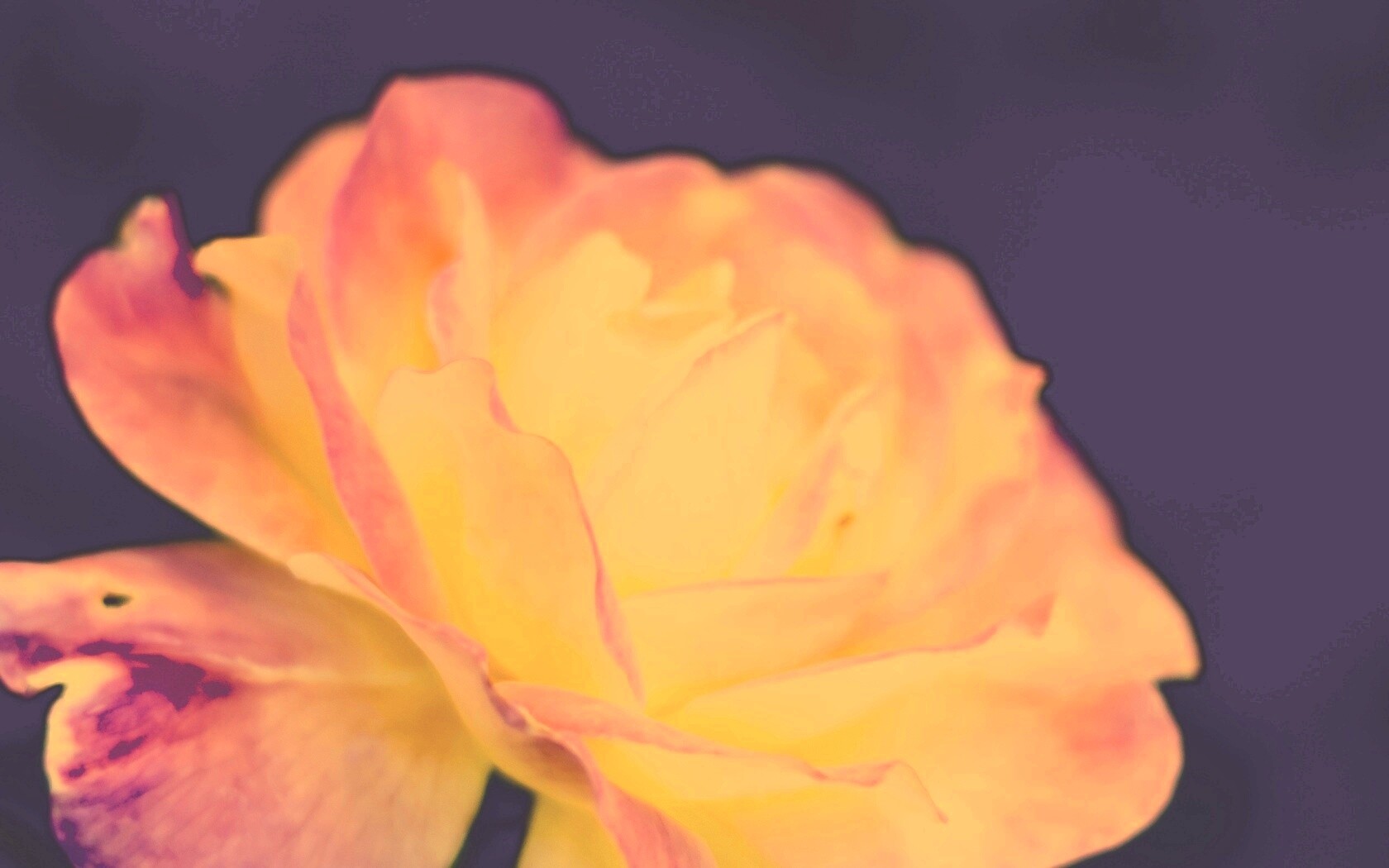 Картинка с нежным розовым цветком обои