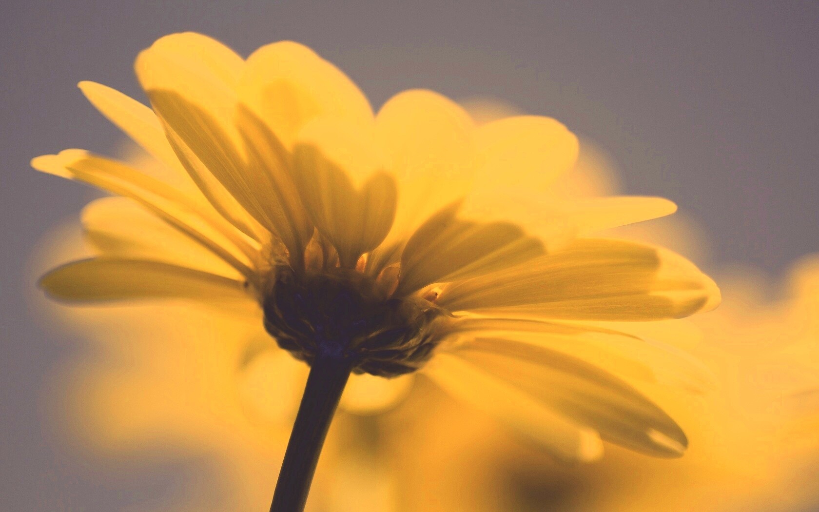 Макро-фото желтого цветка обои