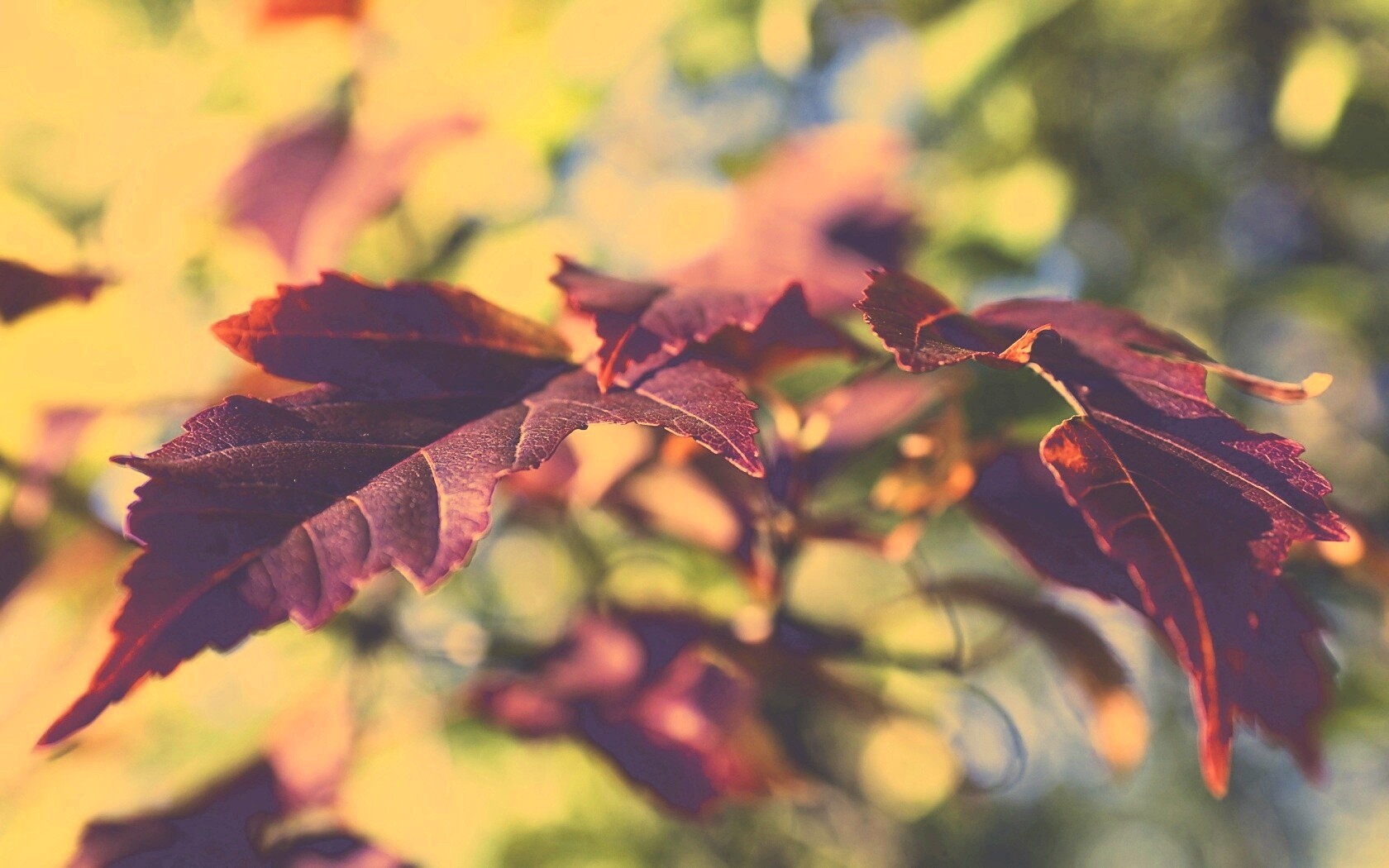 Красивые осенние листья в баговых цветах обои