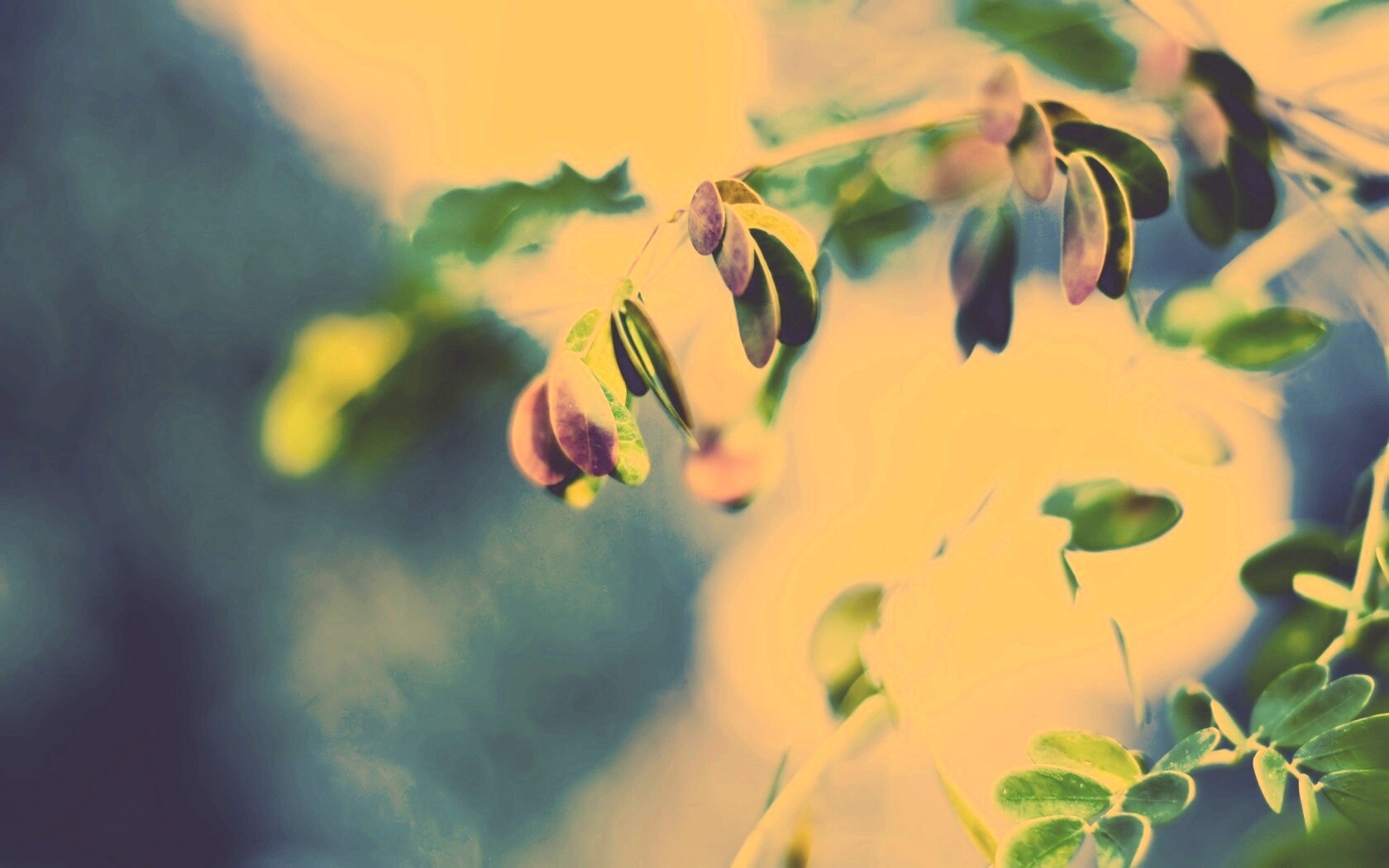 Фиолетовые листья обои