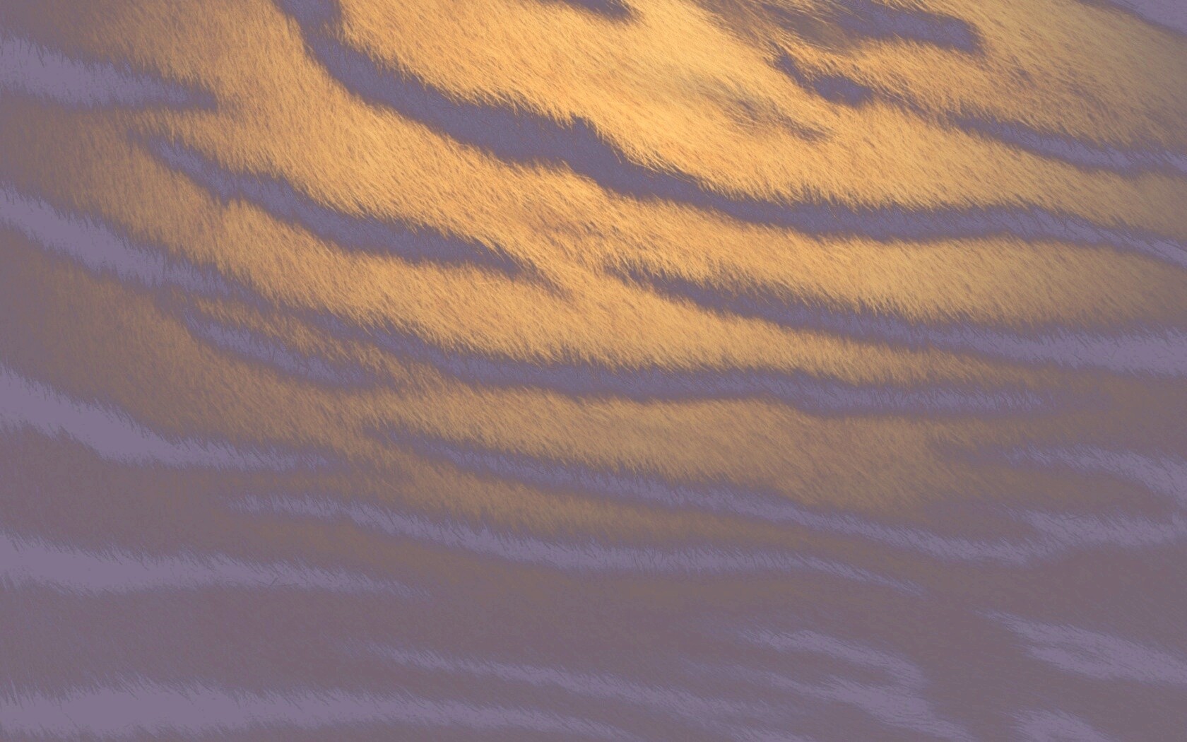 Тигриная шкура обои