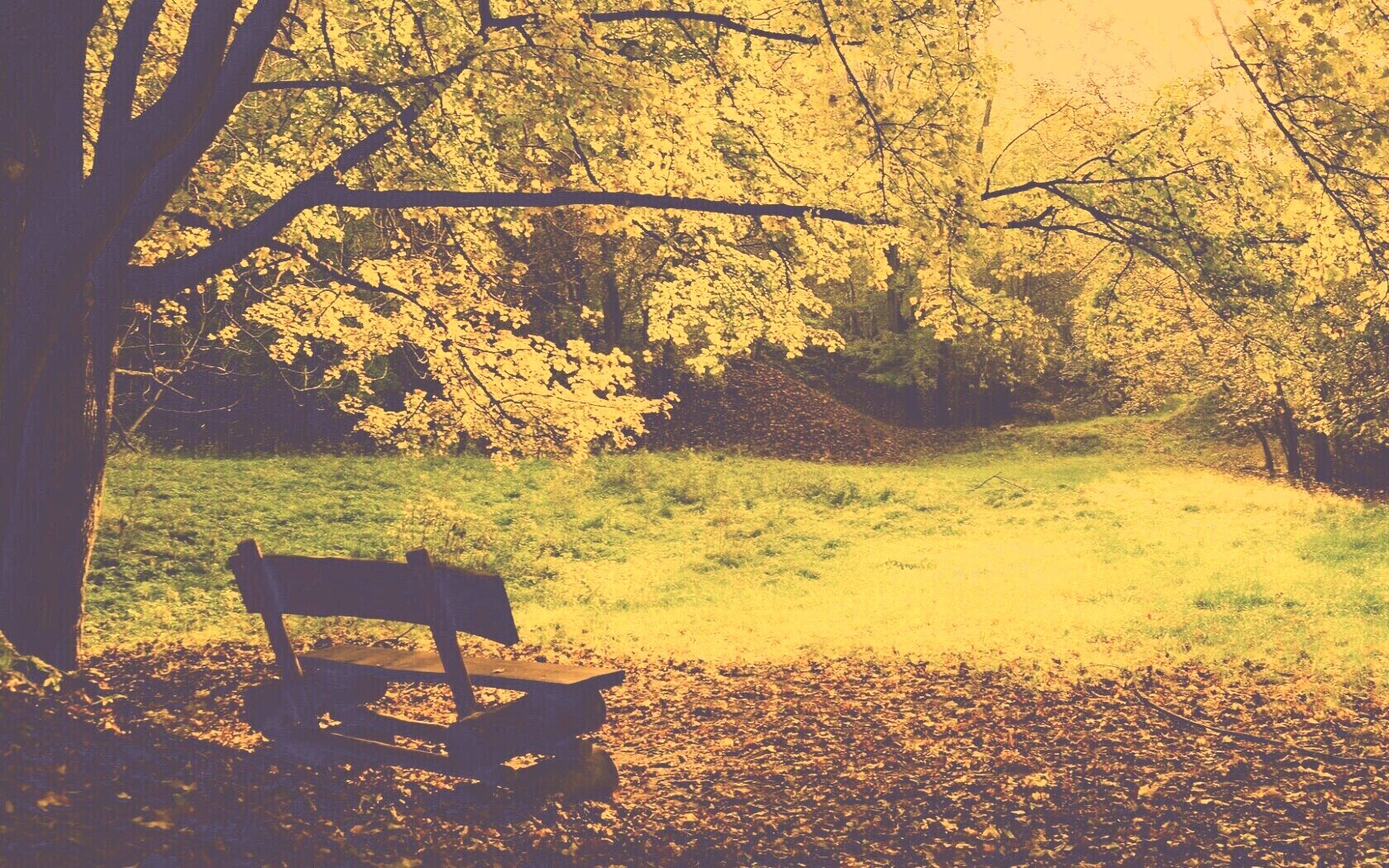 Скамейка под деревом обои