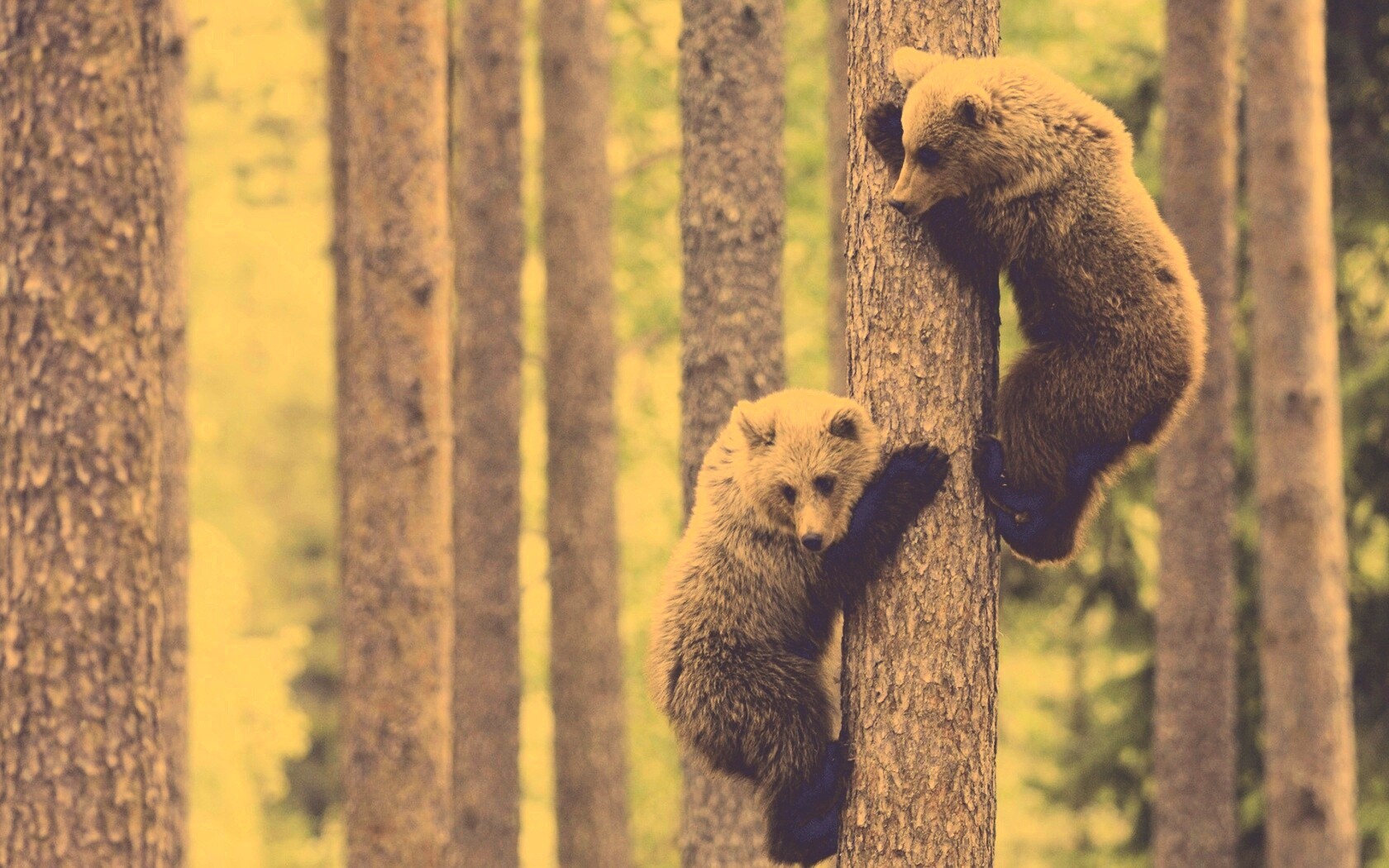 Медвежата обои