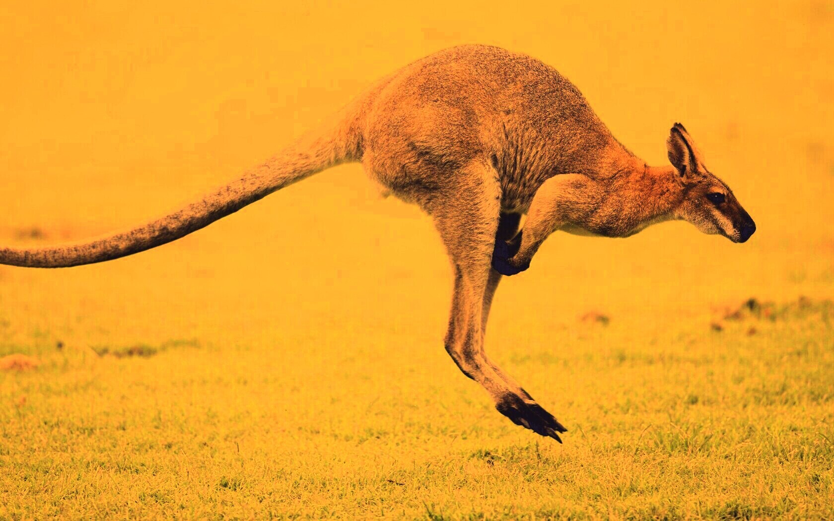 Кенгуру обои