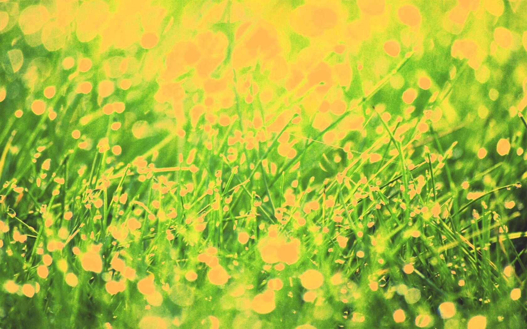 Трава в росе обои