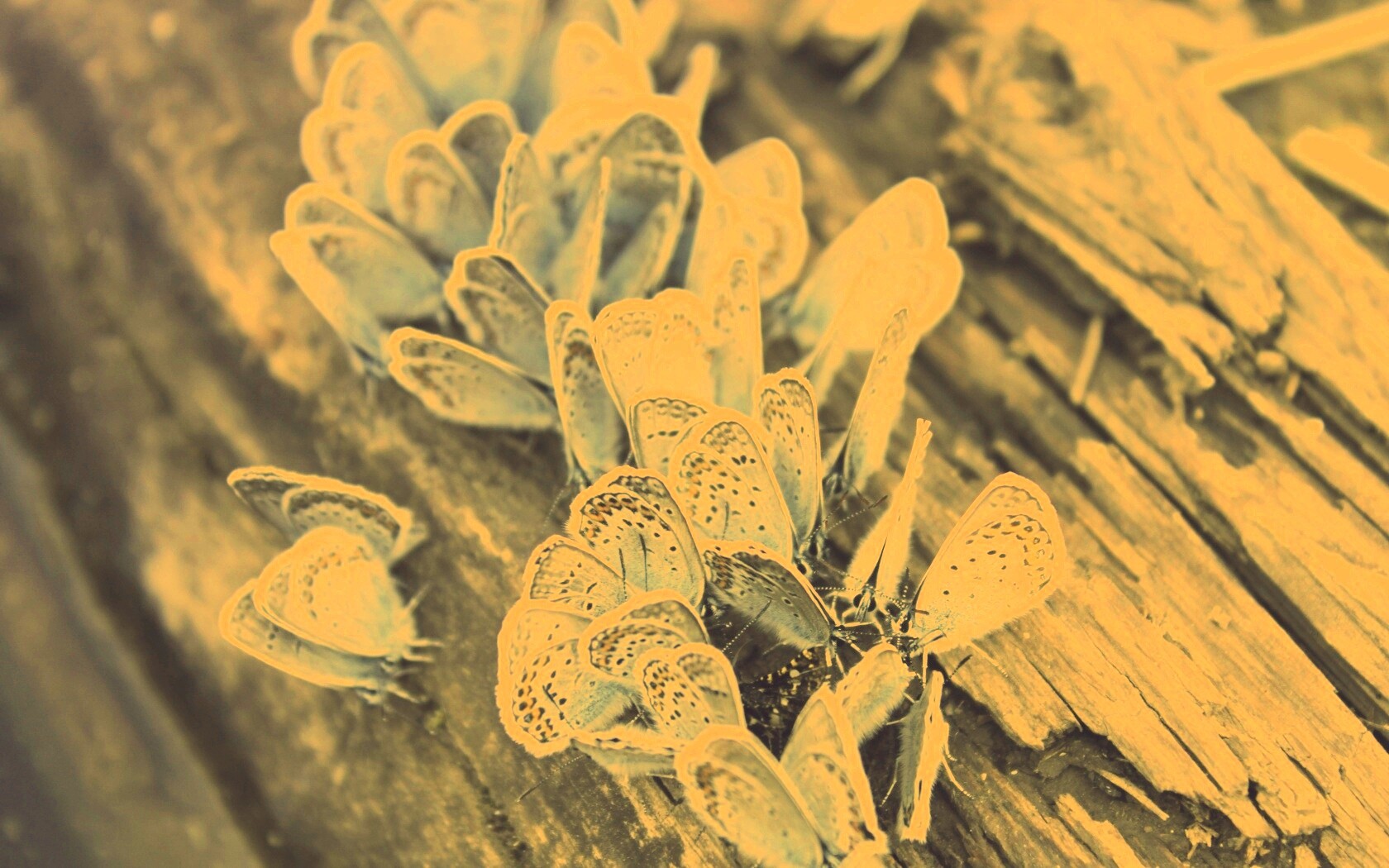 Голубые бабочки обои