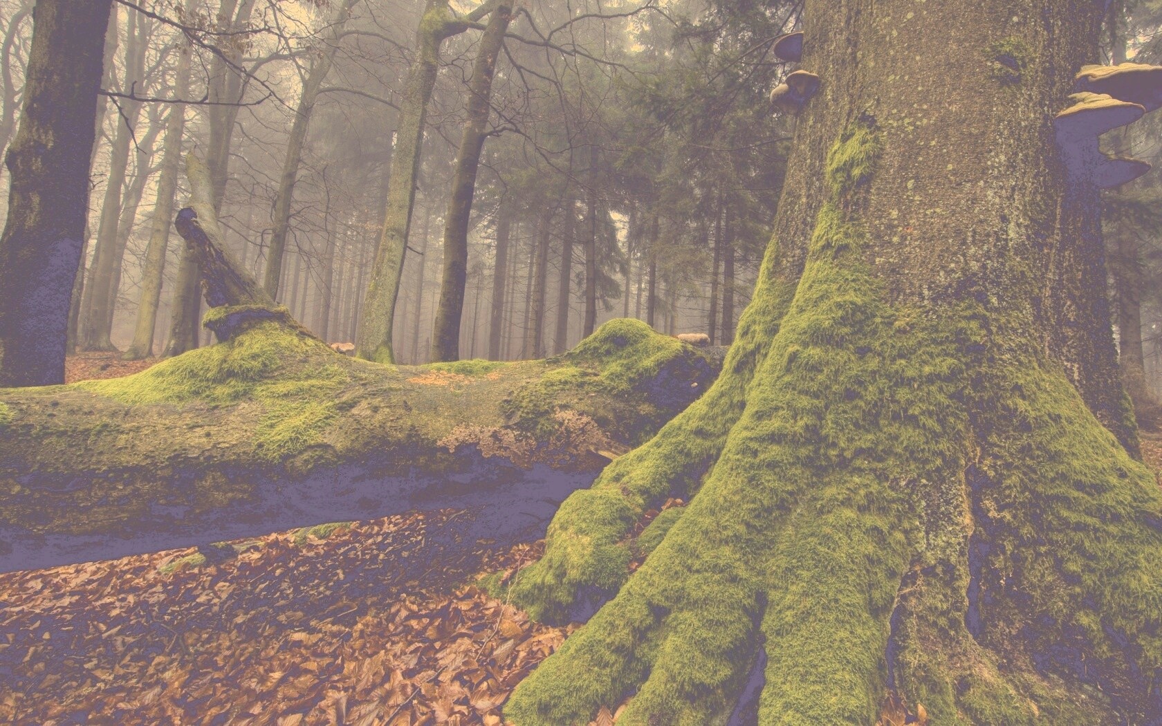 Дерево, поросшее мхом обои