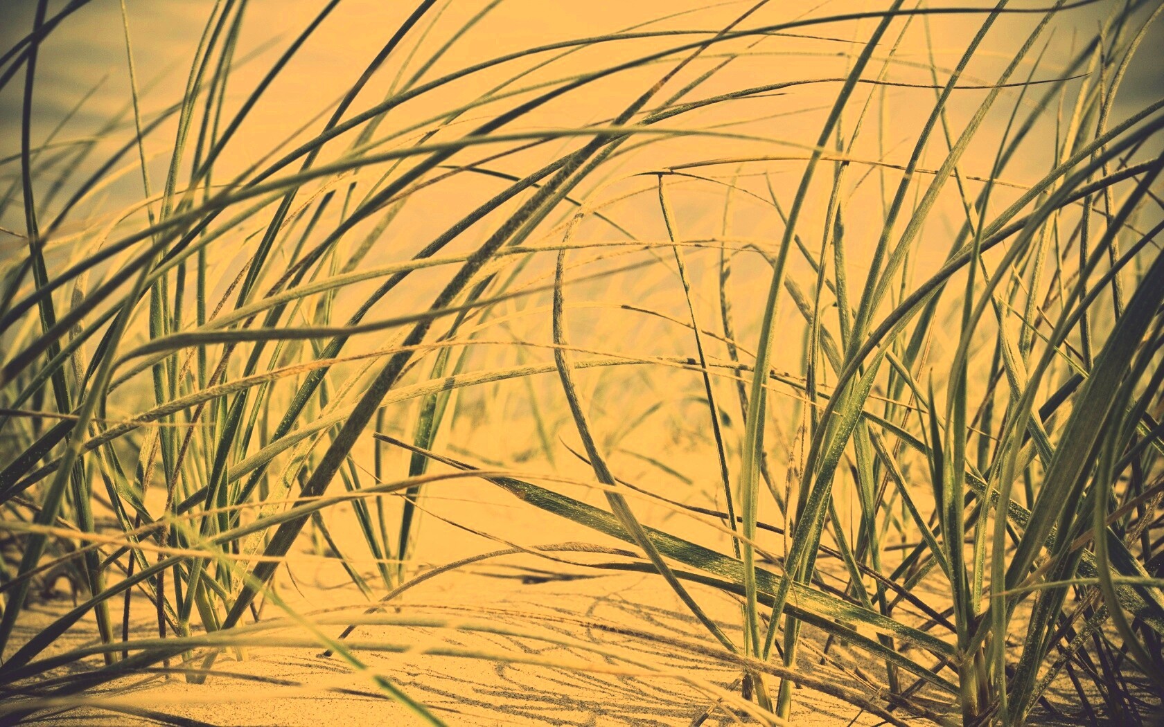 Трава на песке обои