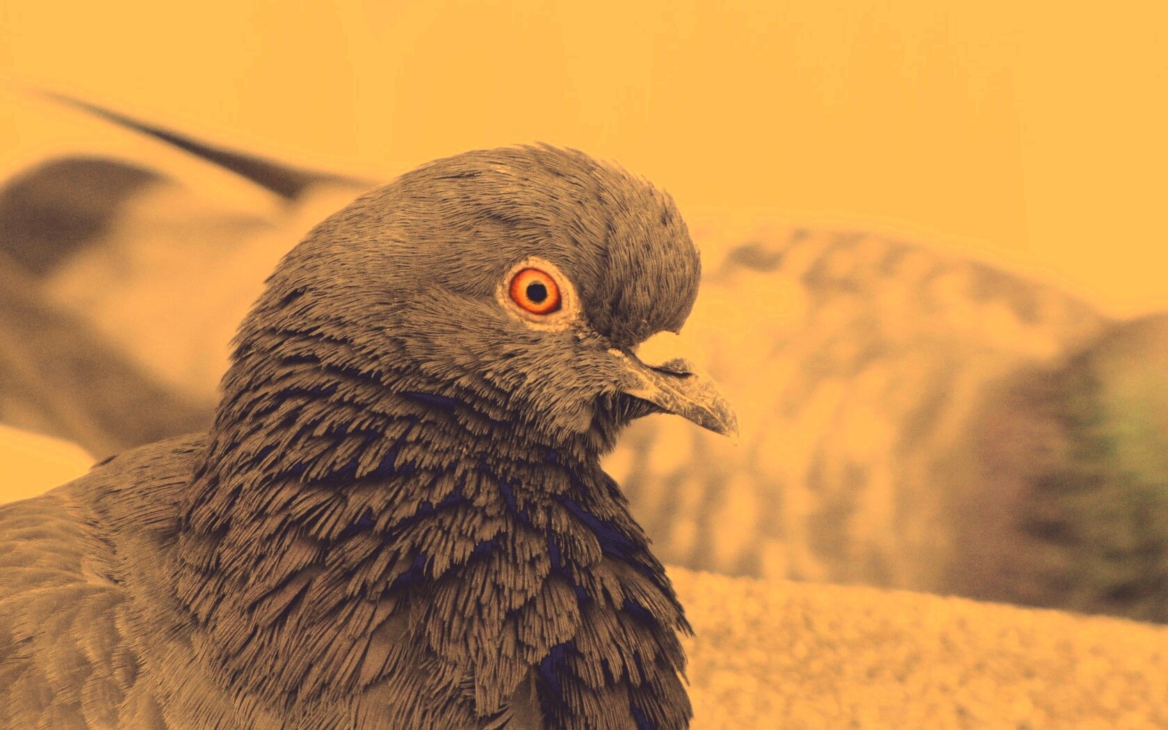 Смотрит в самую душу обои