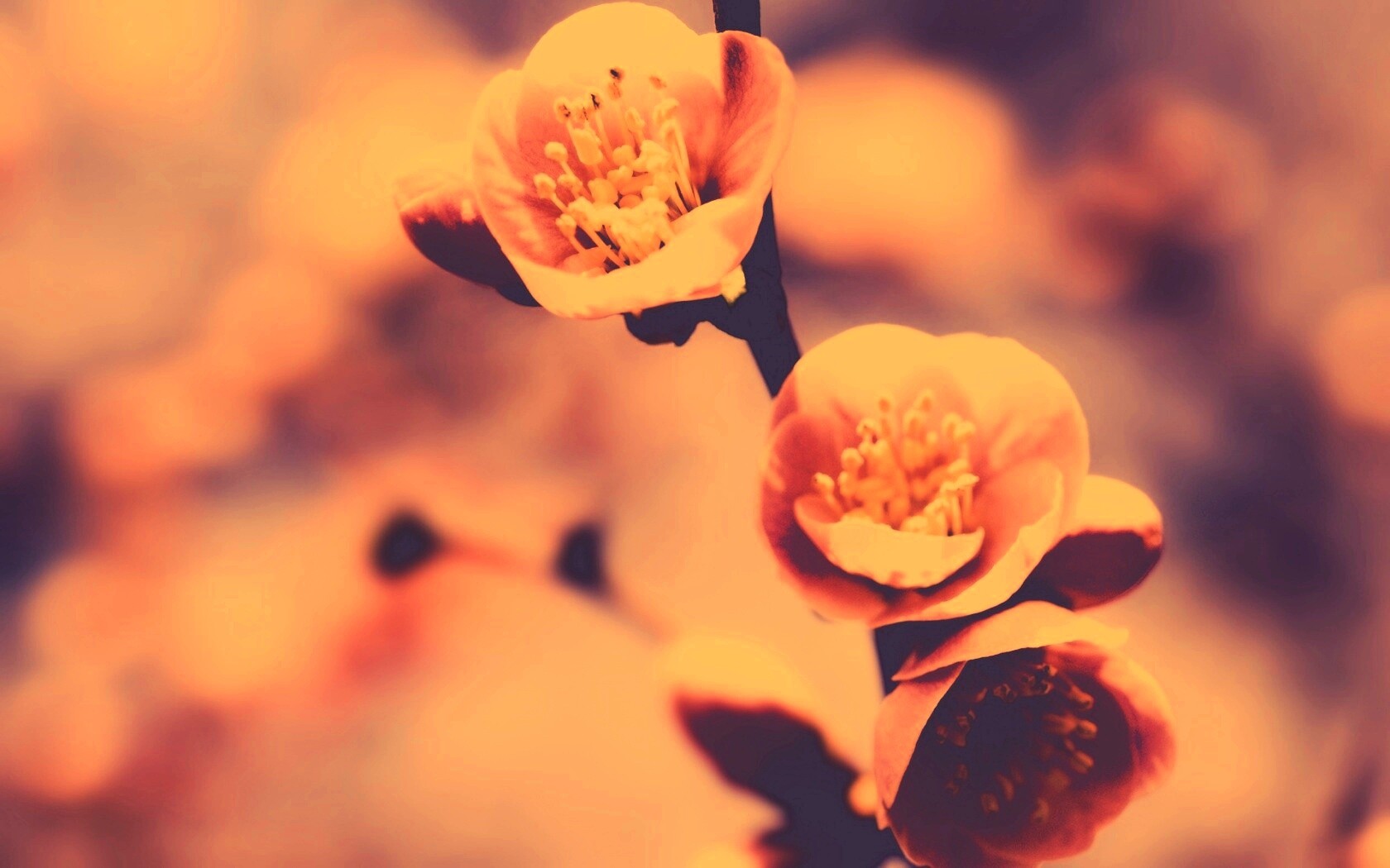 Великолепный цветок обои