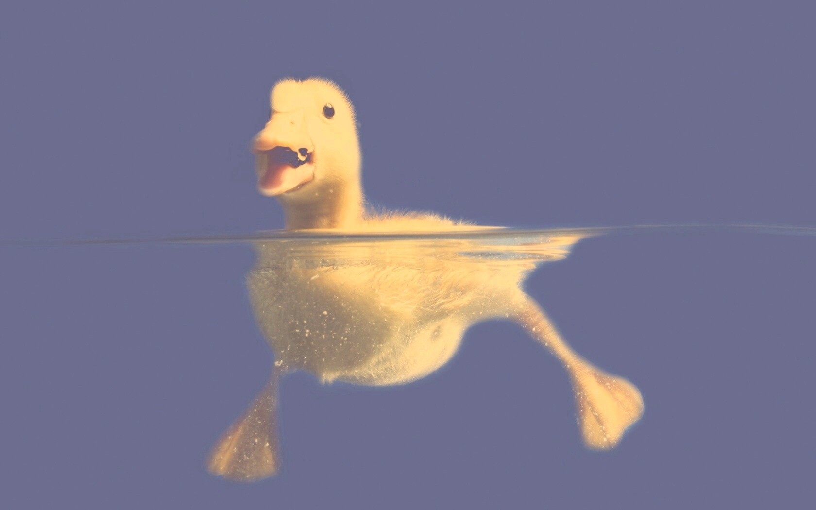 Утёнок в воде обои