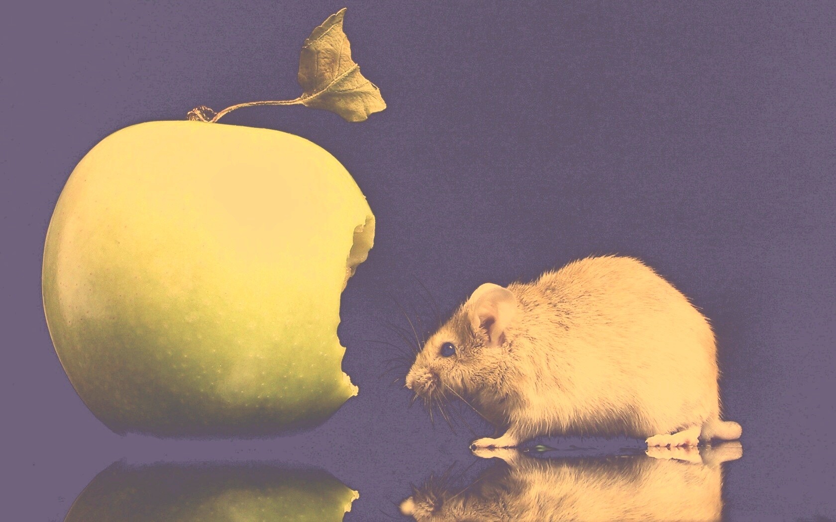 Мышь надкусила яблоко обои