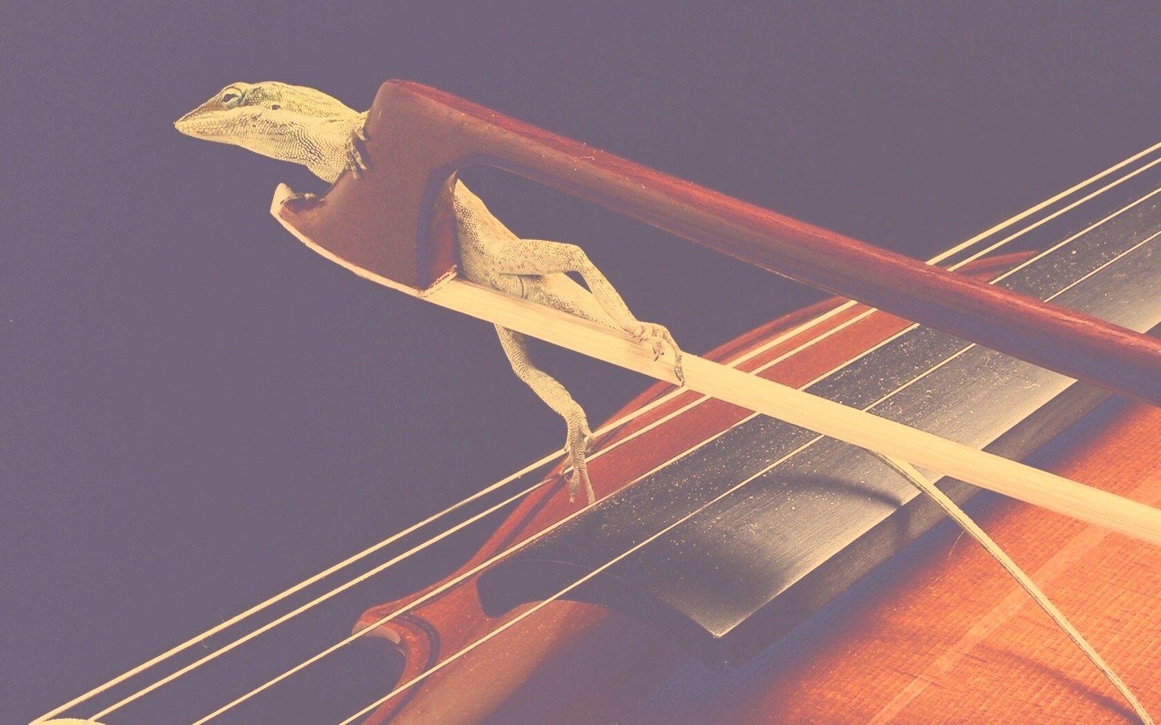 Ящерка на виолончели обои