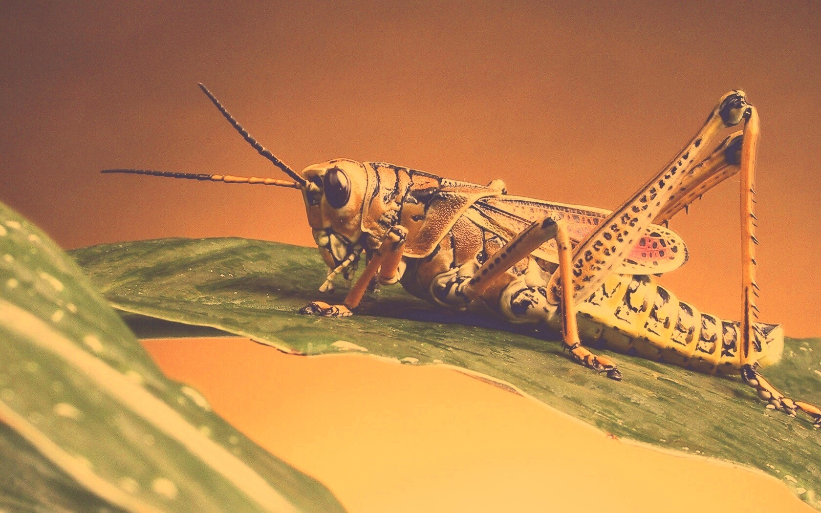 Сверчек на листе обои