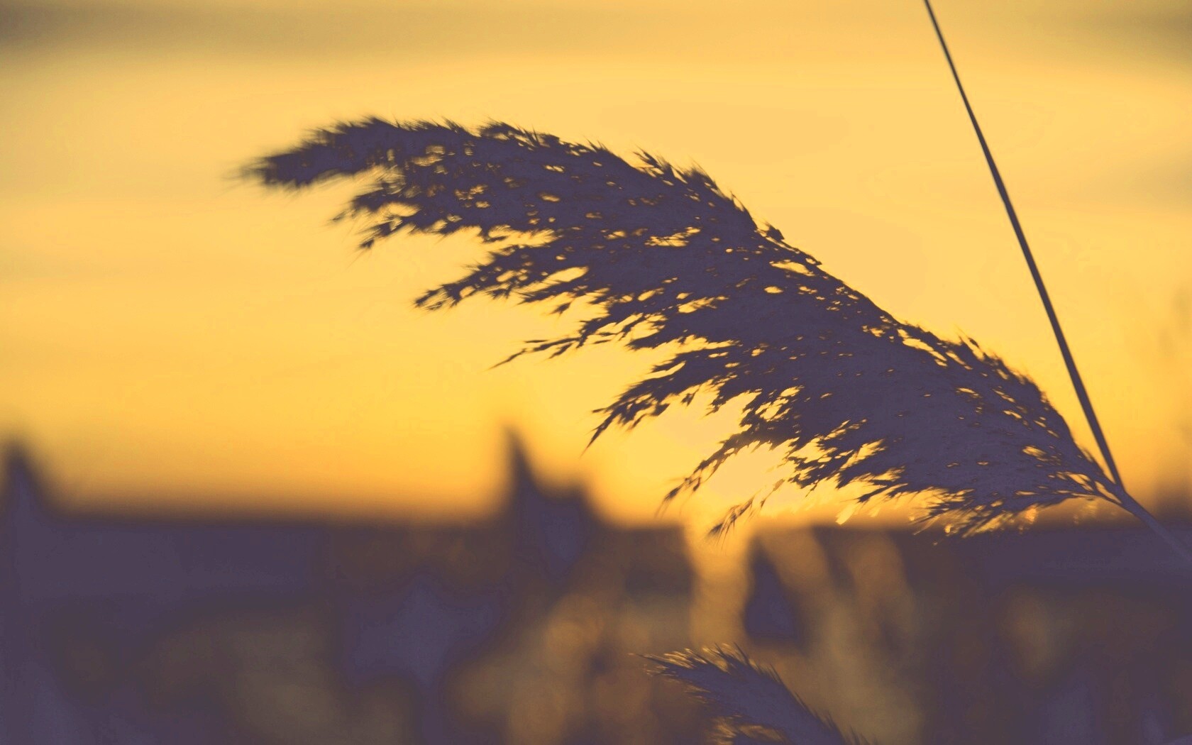 Камыш на закате обои