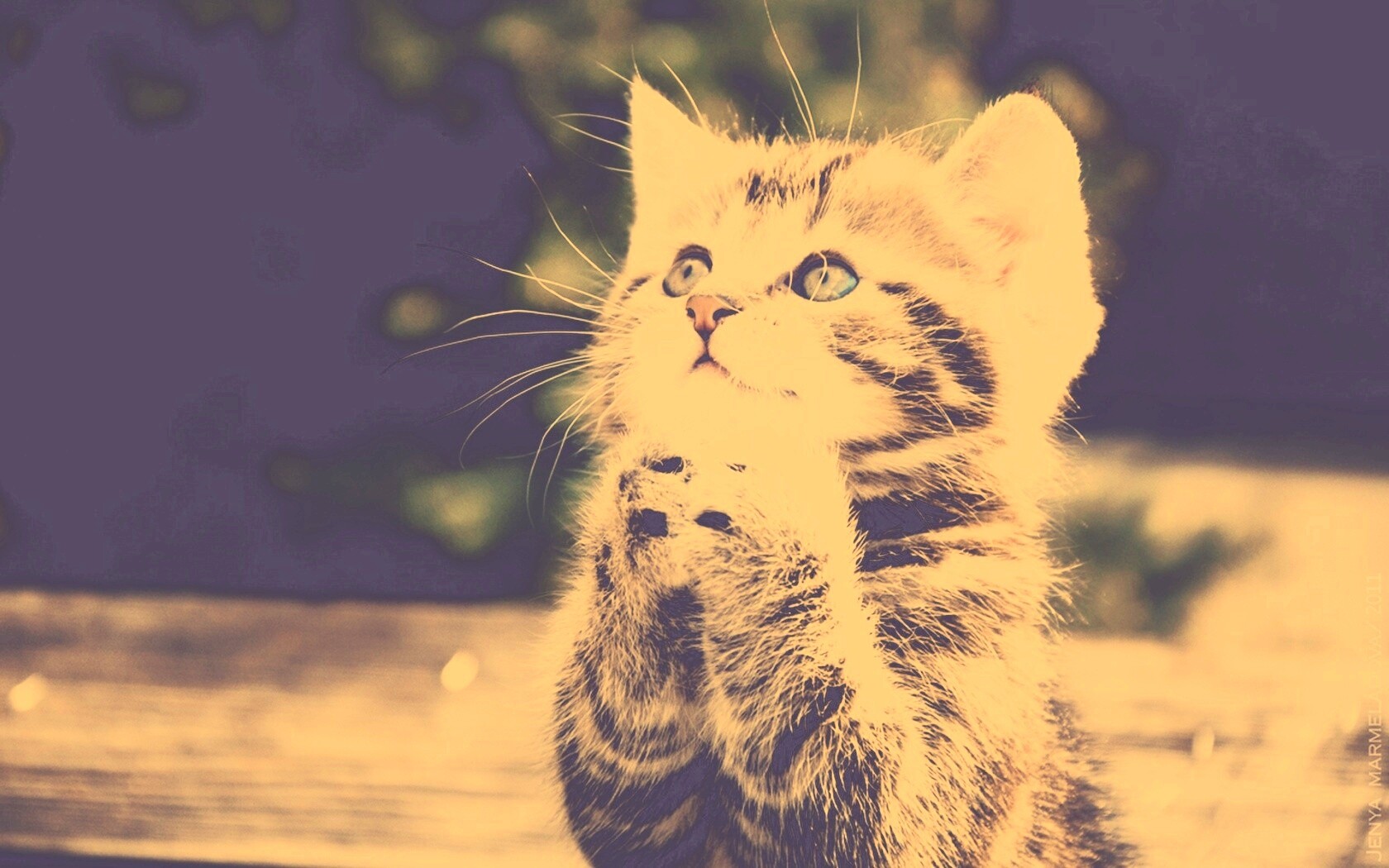 Непередаваемо прелестный котенок сложил лапки обои