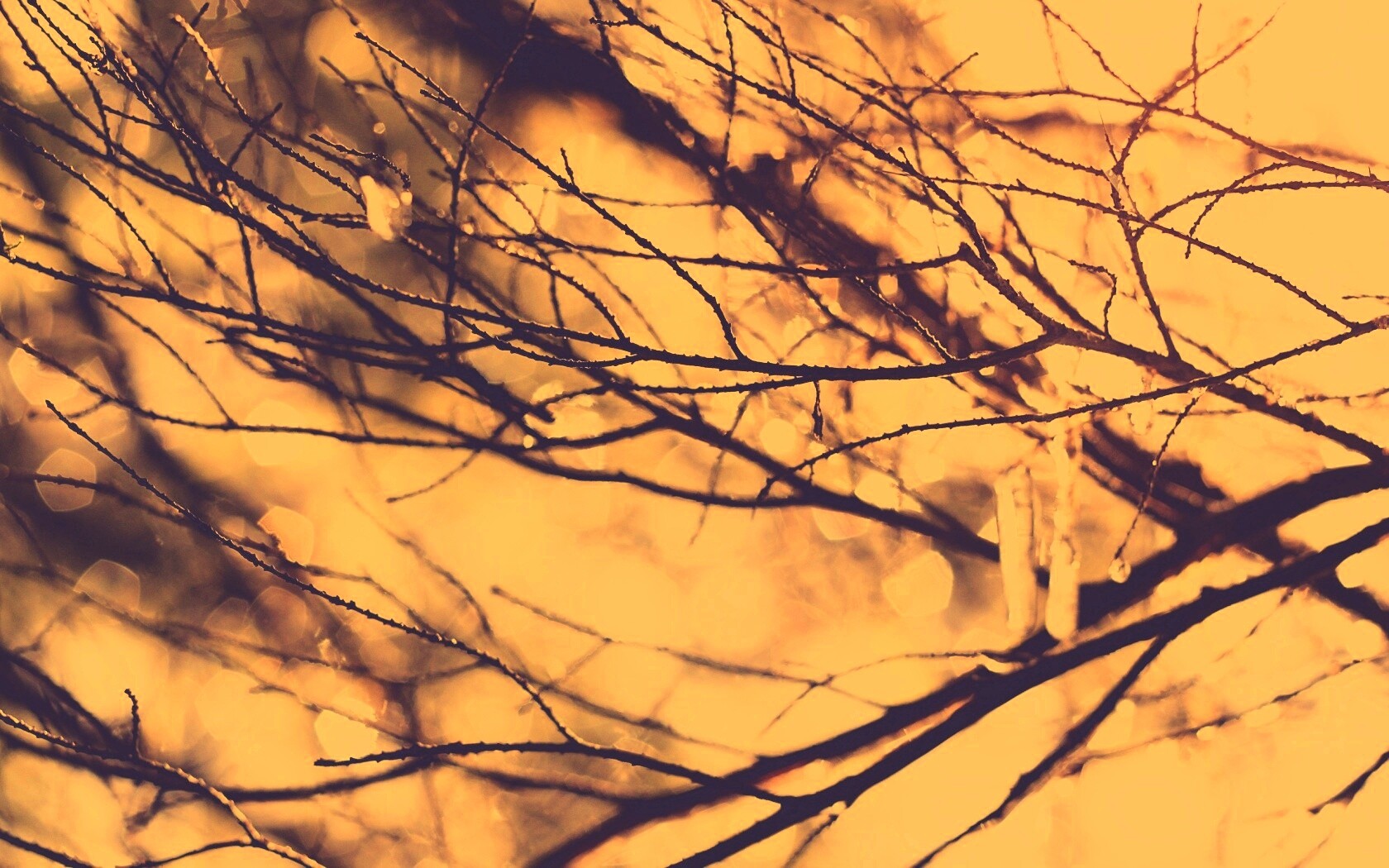 Мокрые ветви дерева обои