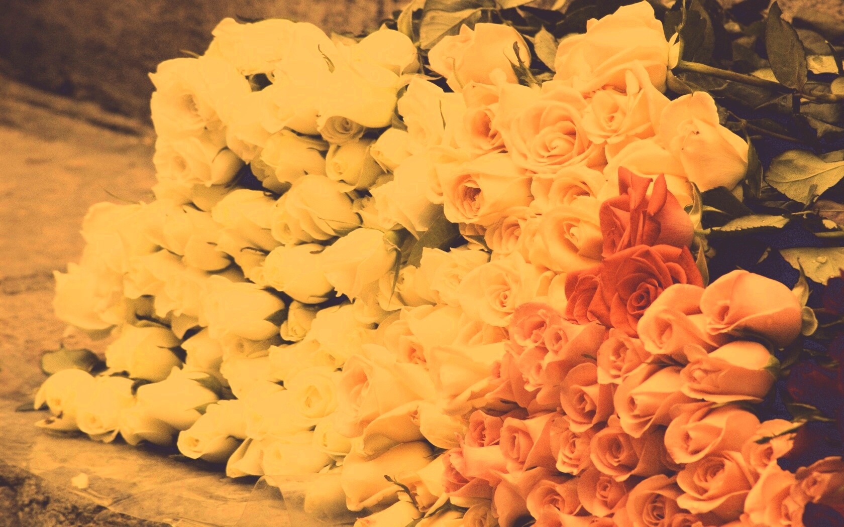 Букеты светлых роз обои