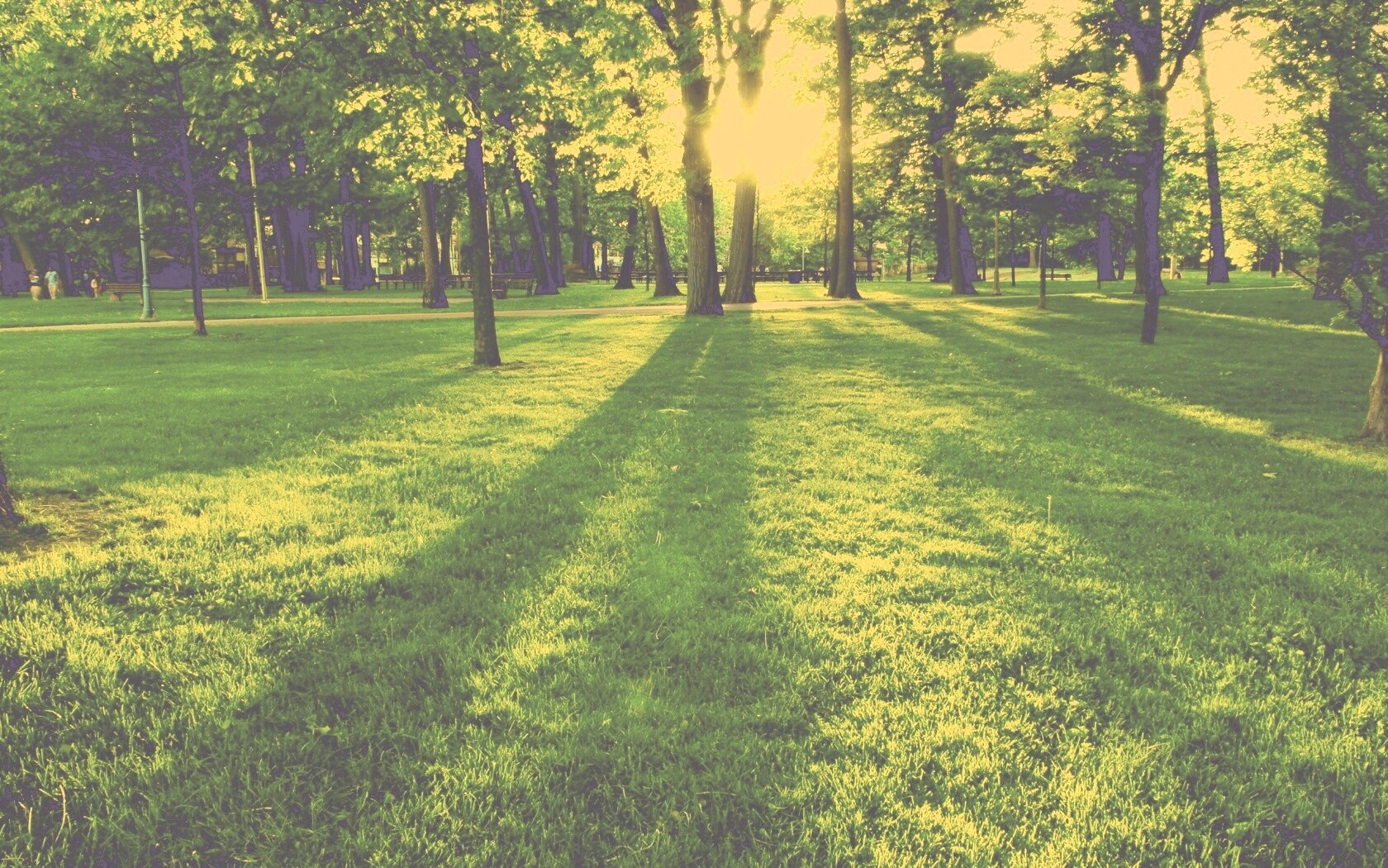 Лучи солнца сквозь листву деревьев обои