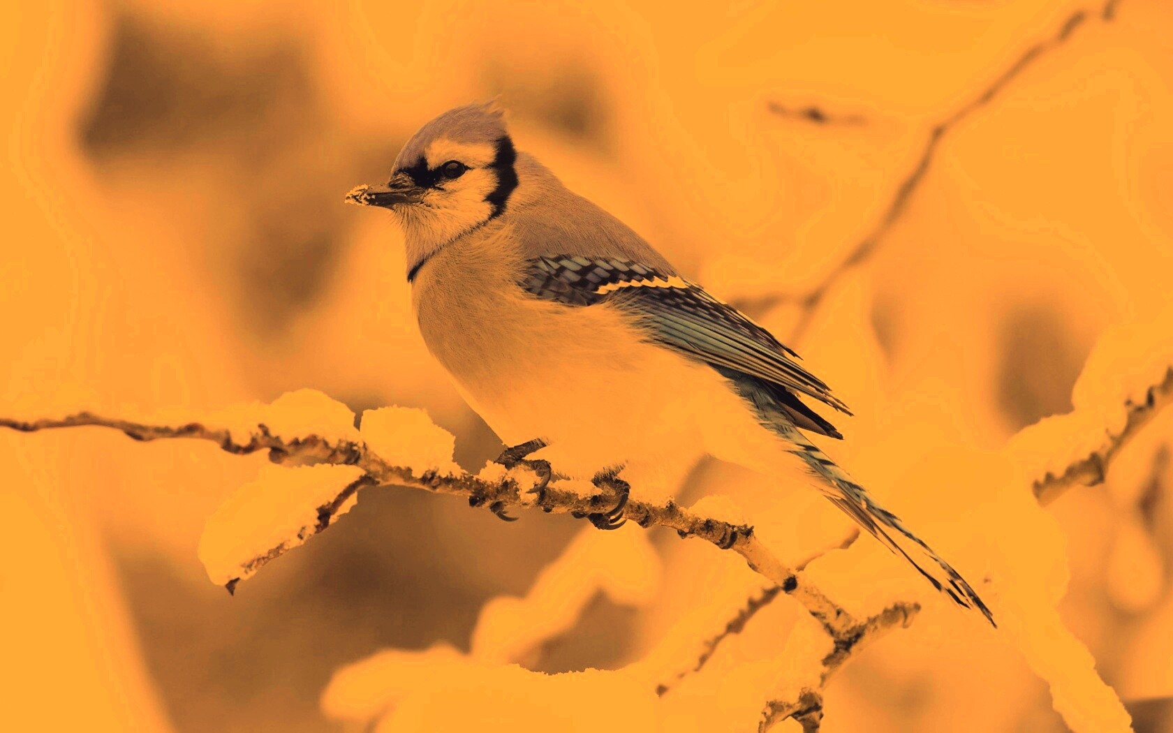 Маленькая синяя птичка обои