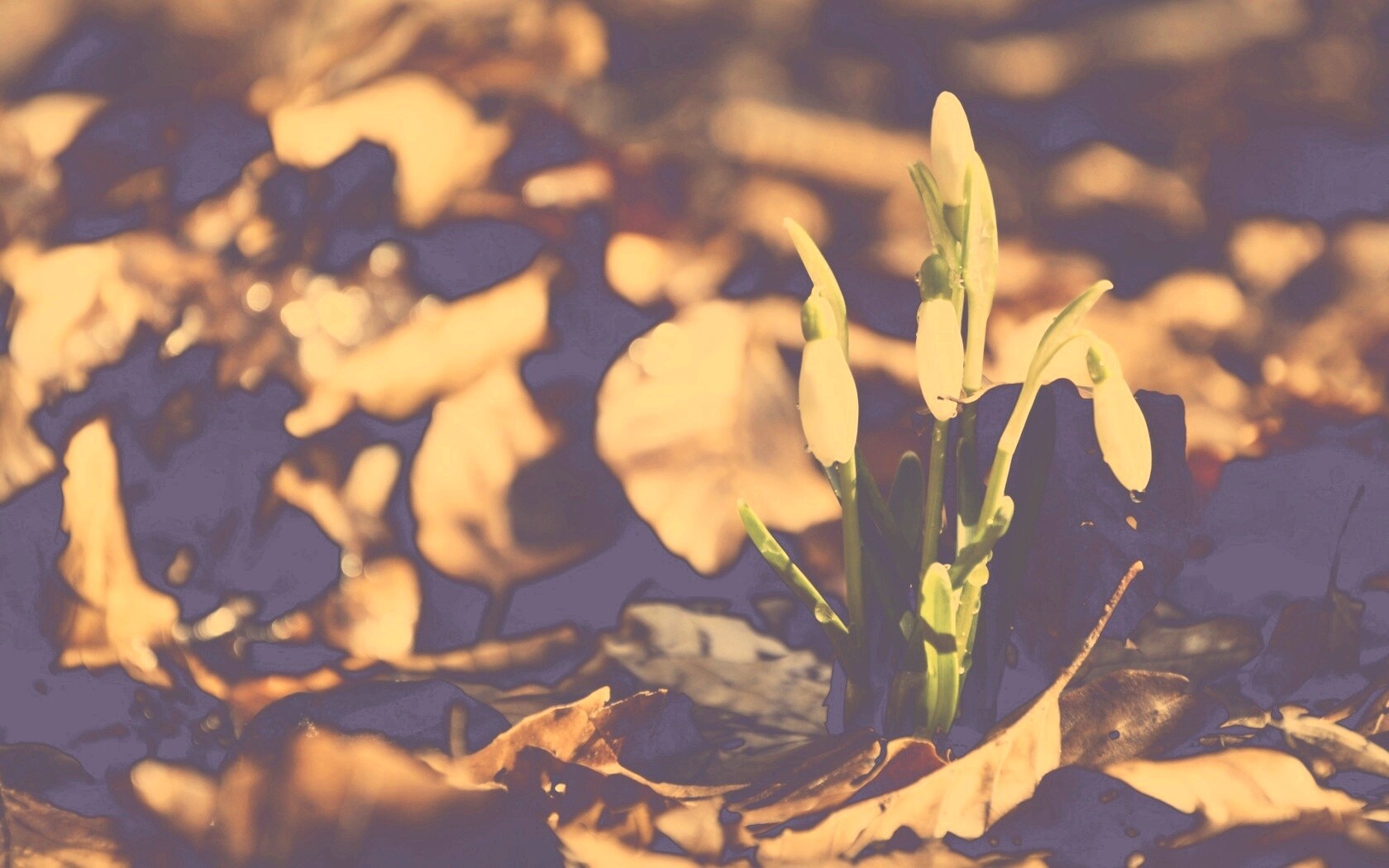 Первые весенние цветы обои