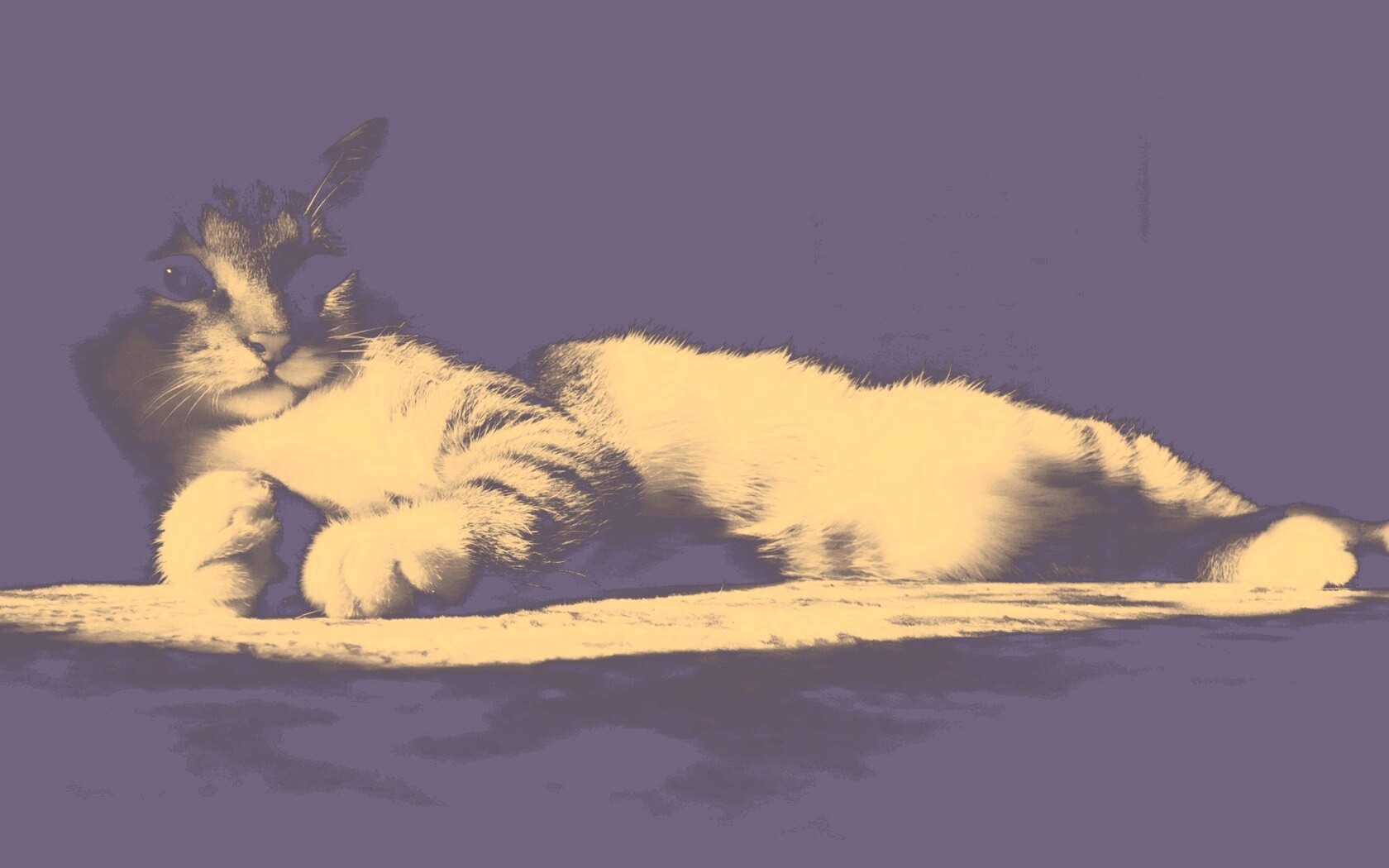 Котик в тени обои