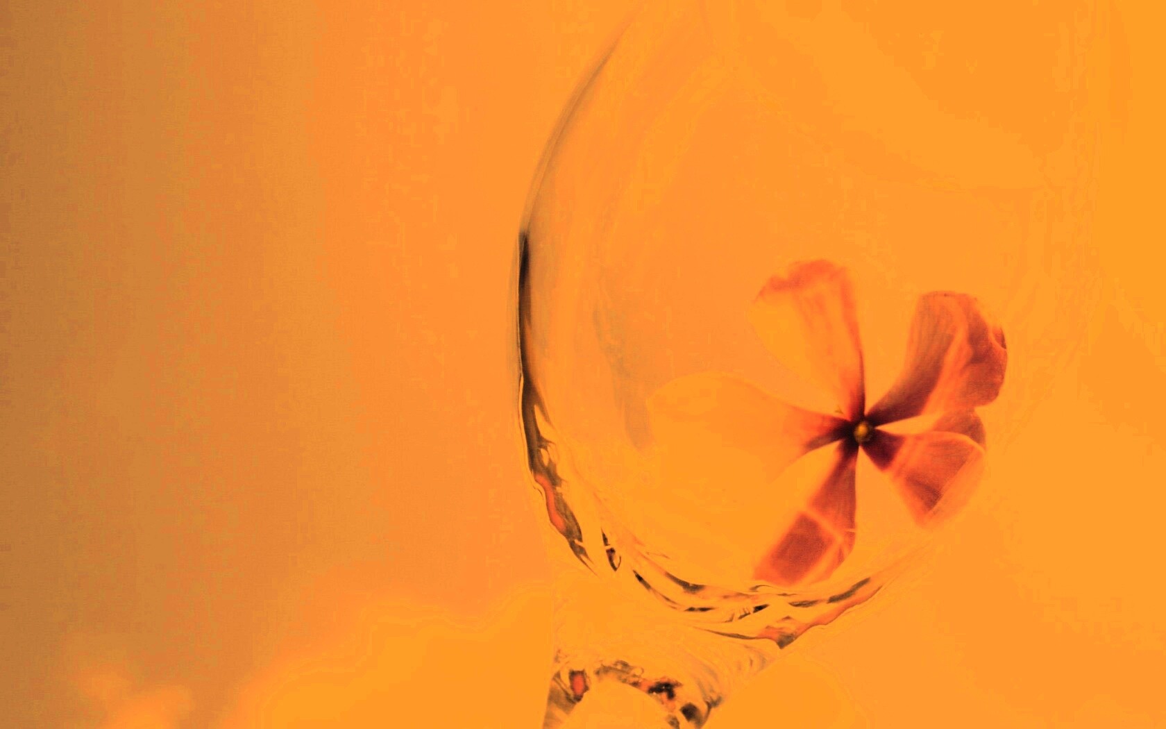 Нежный цветок в бокале на фоне голубого неба обои