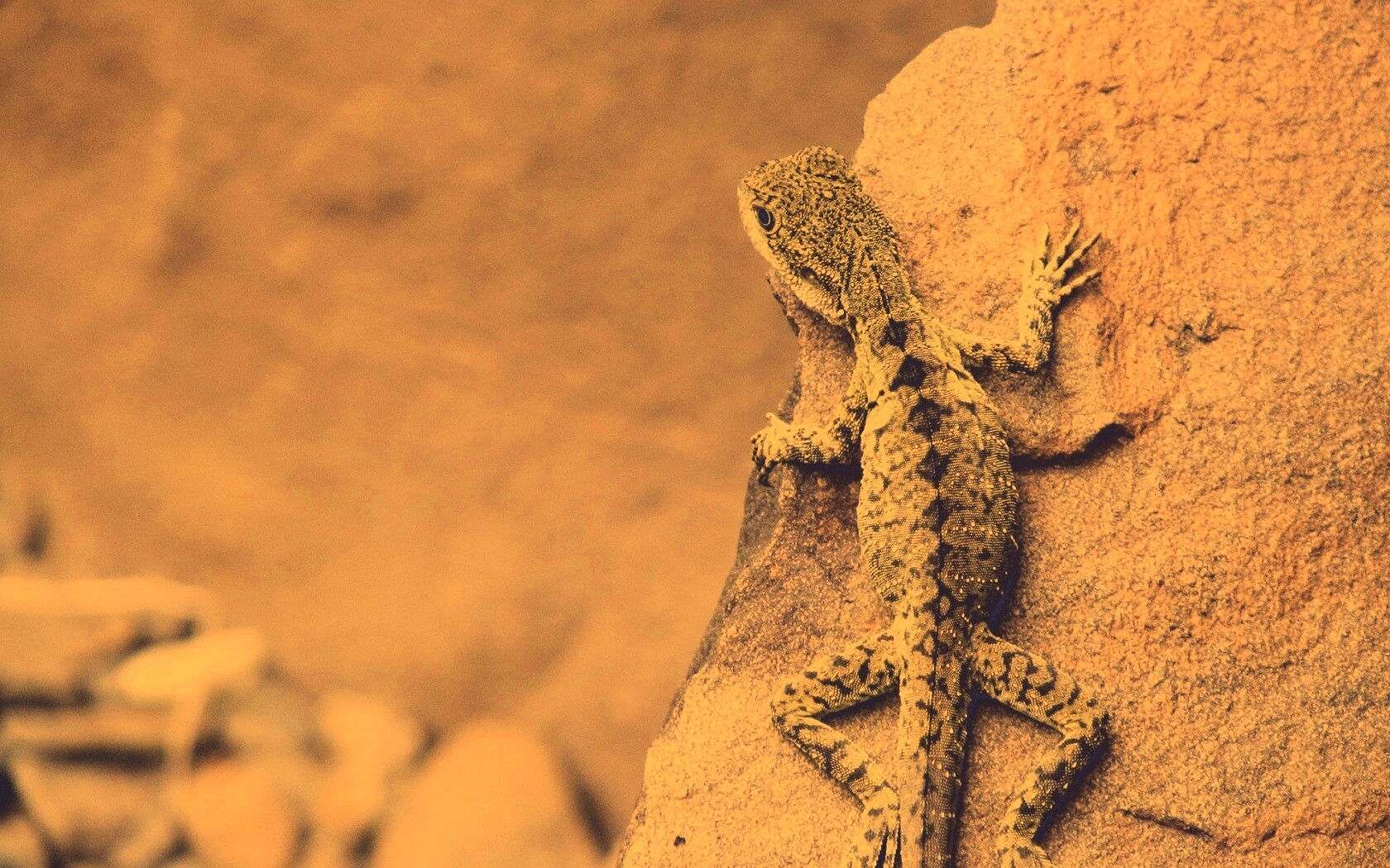 Ящерица на камне обои