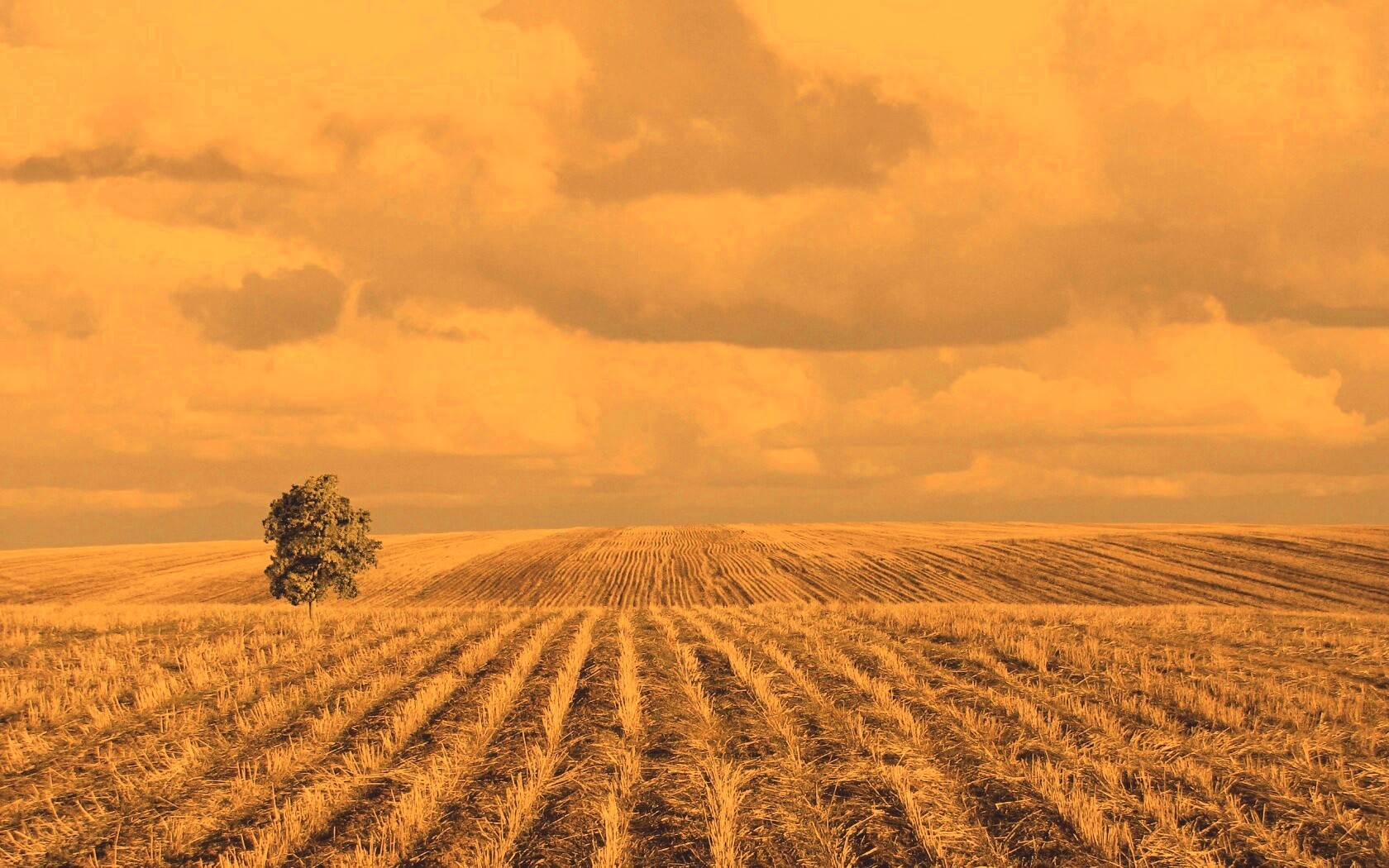 Дерево в поле обои