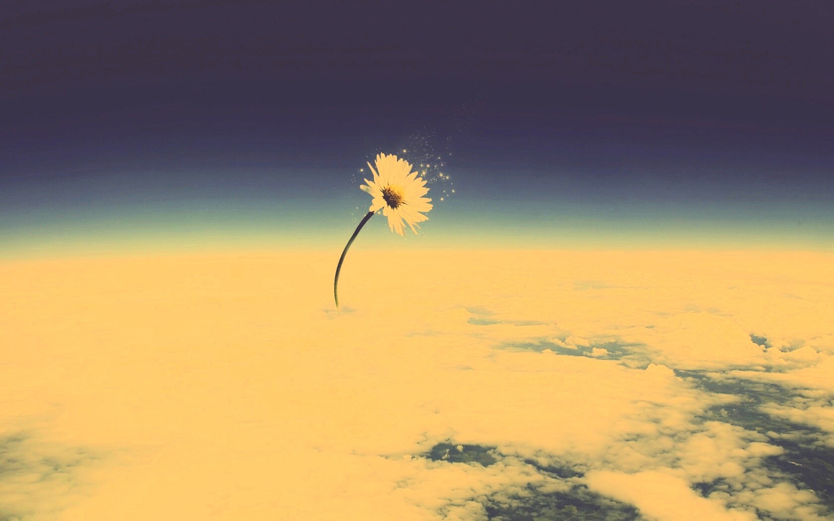Ромашка в стратосфере обои