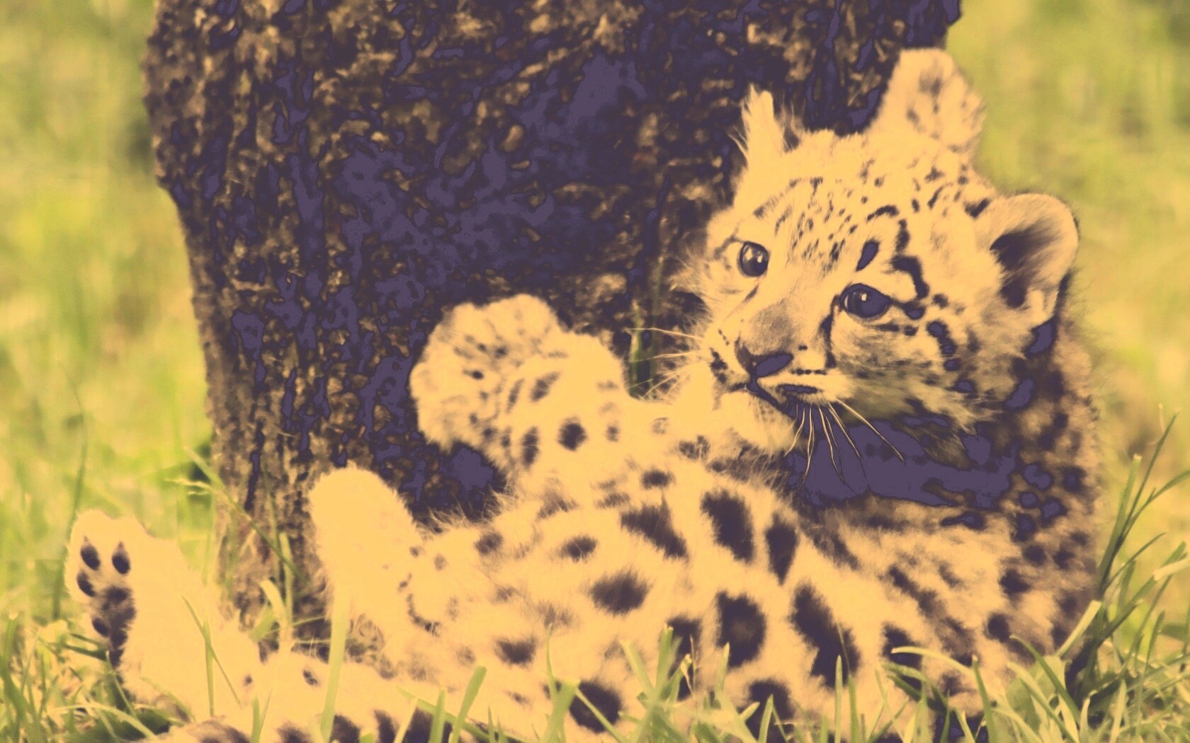 Котенок большой дикой кошки обои