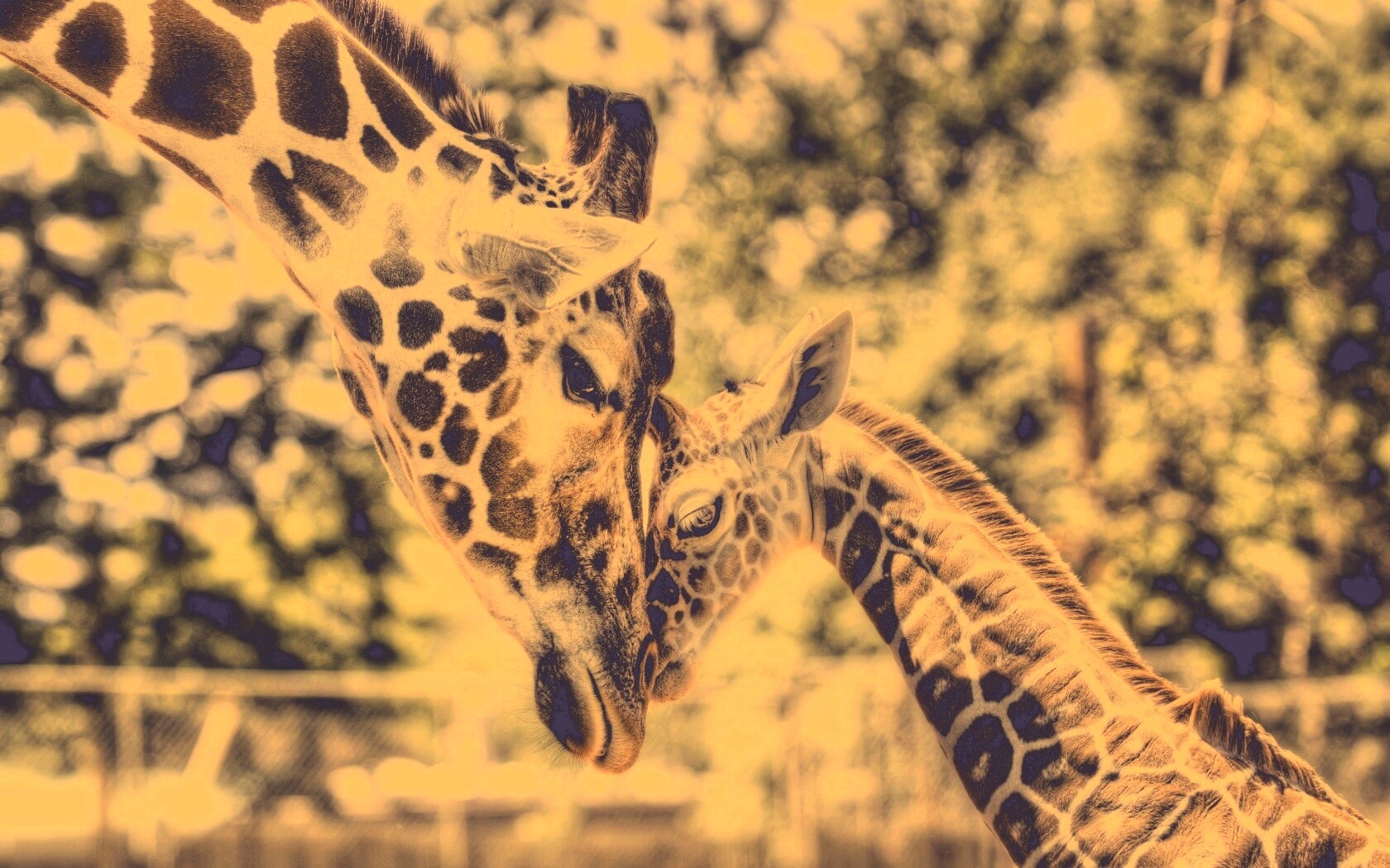 Жирафа и жирафёнок обои