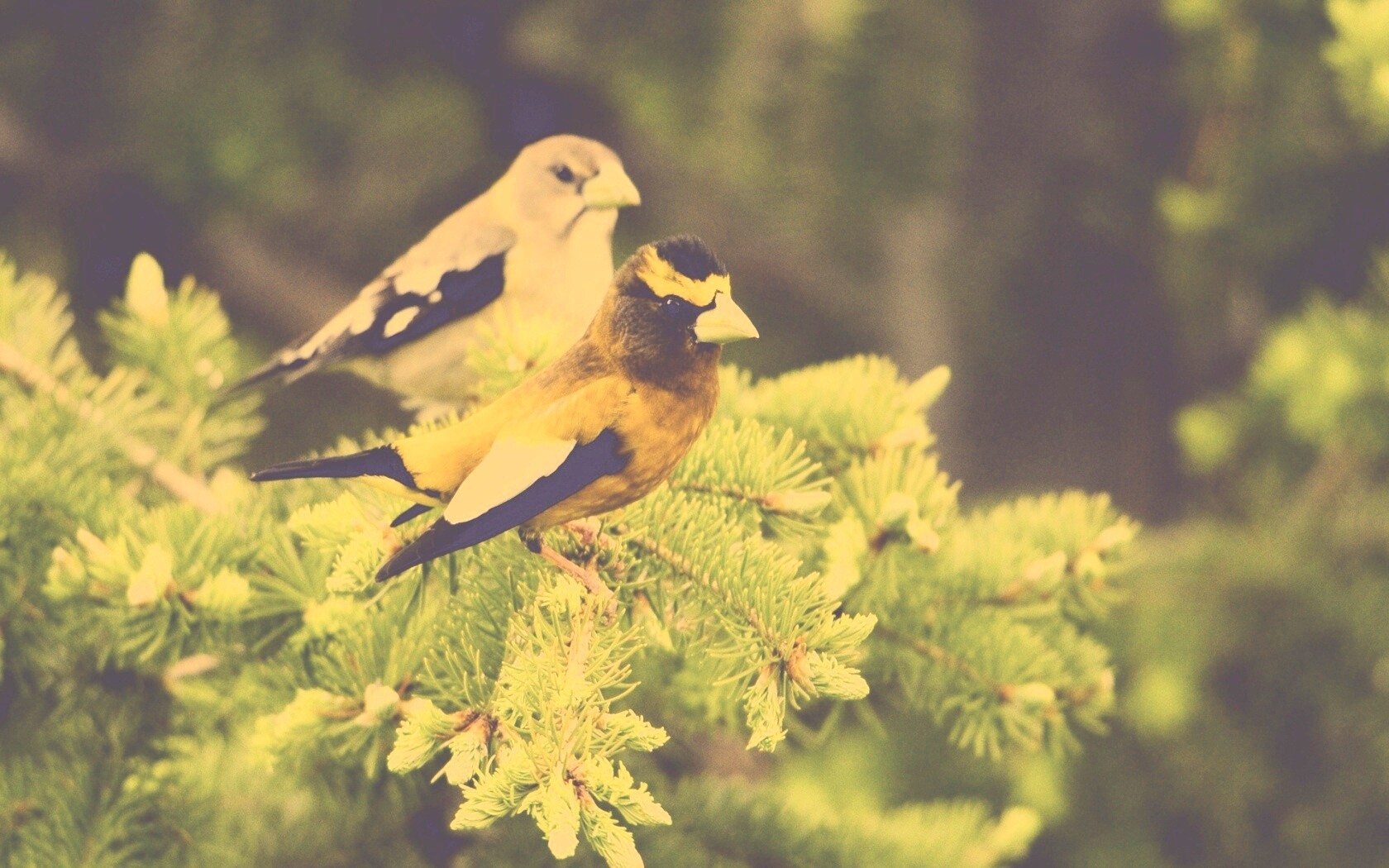 Птички с зелёными клювами обои