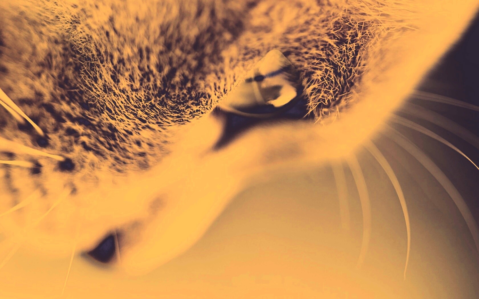 Макро фото мордашки кота обои