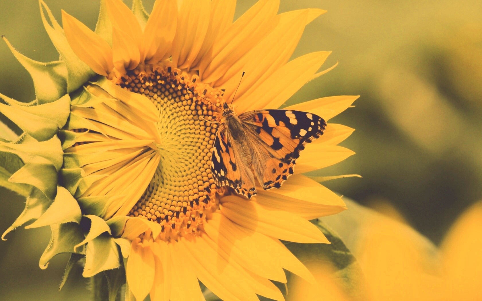 Бабочка на подсолнухе обои