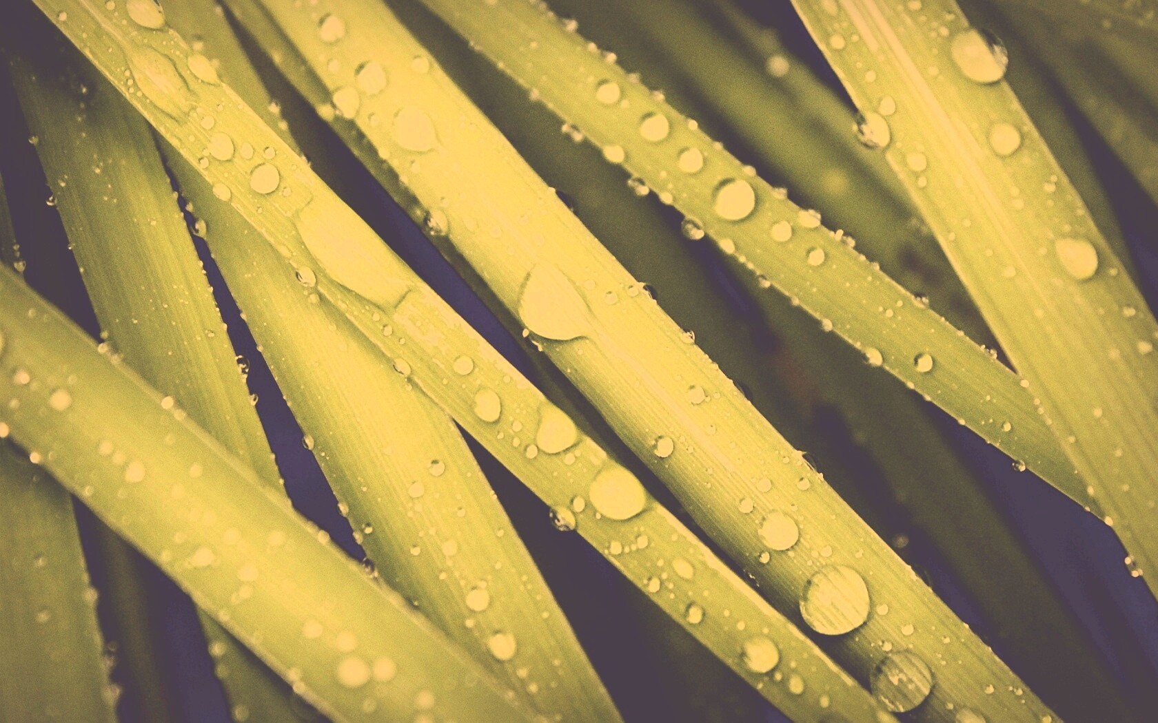 Капли на траве обои