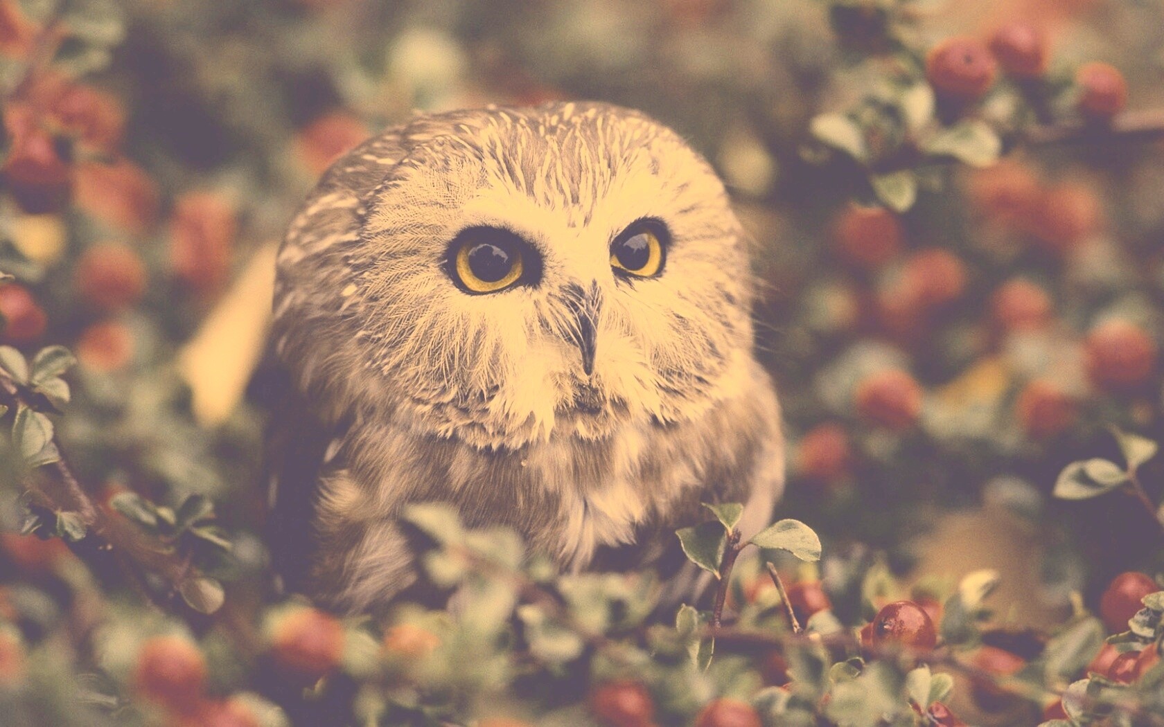Маленькая сова в ягодах обои