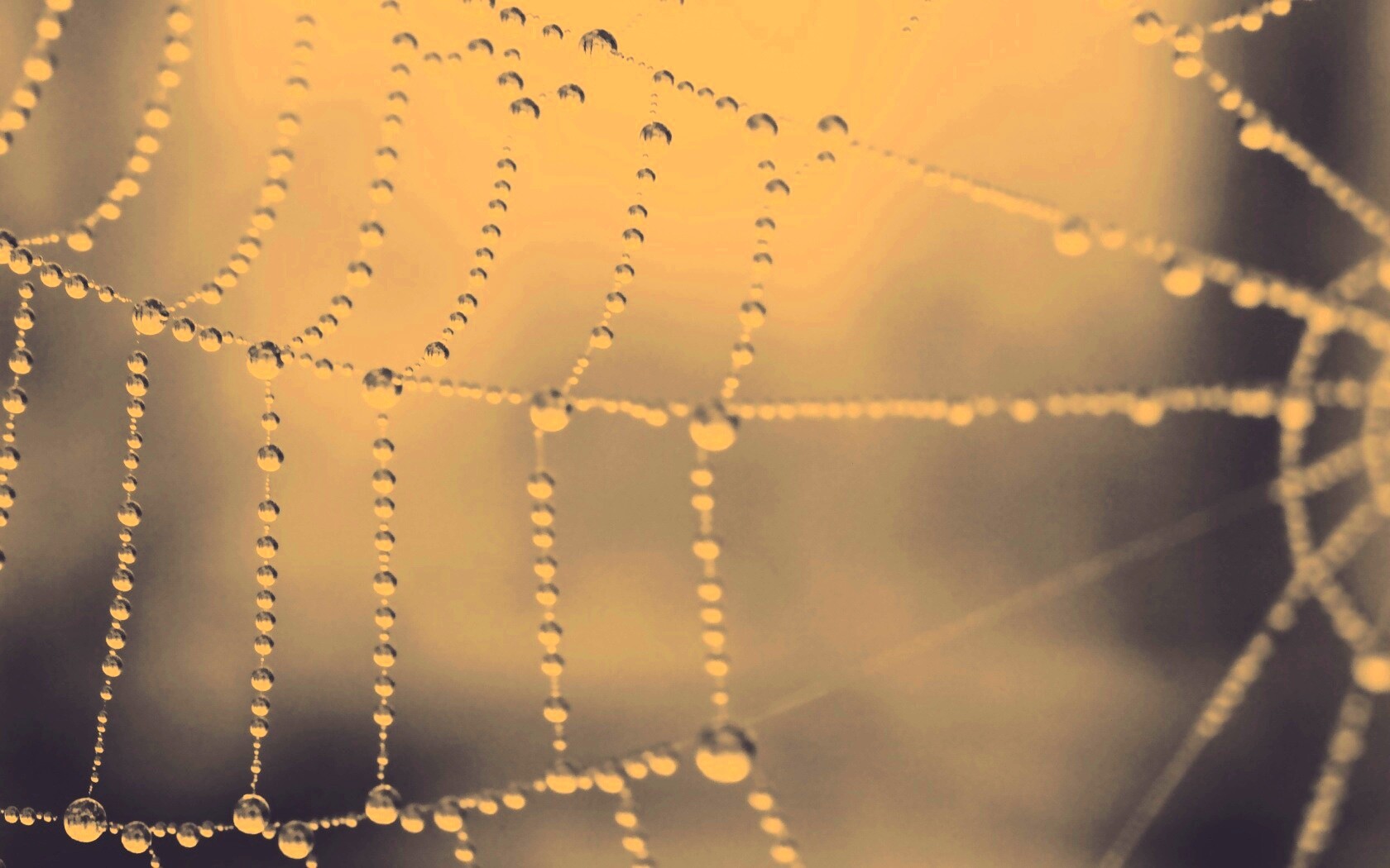 Капли росы на паутине обои