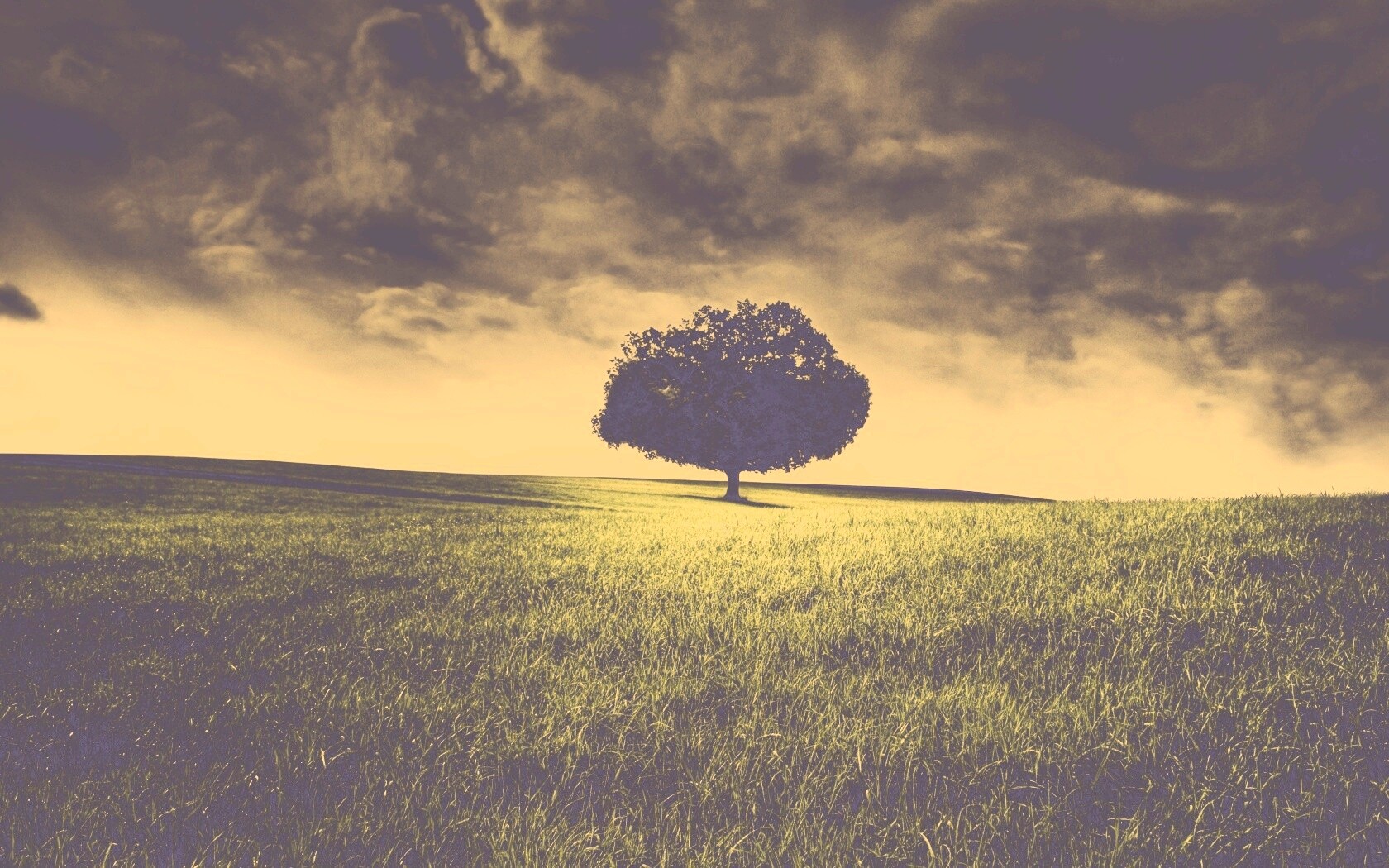 Одинокое дерево под грозовым небом обои