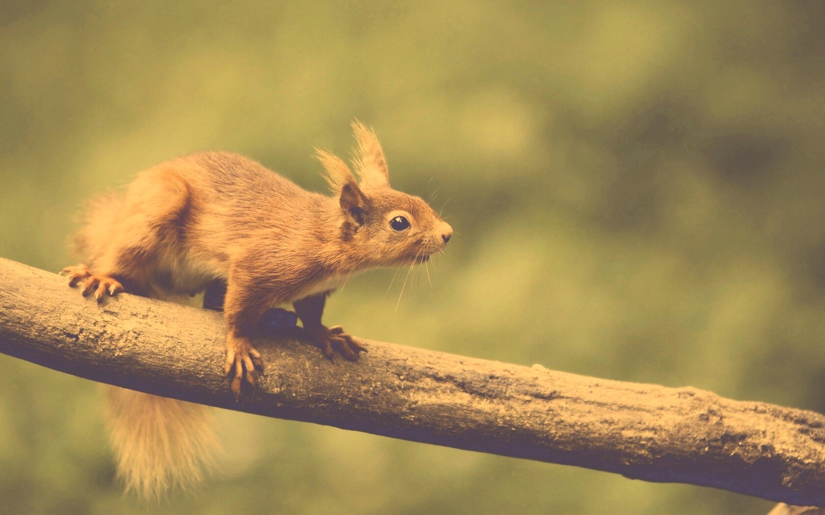 Белочка на ветке обои