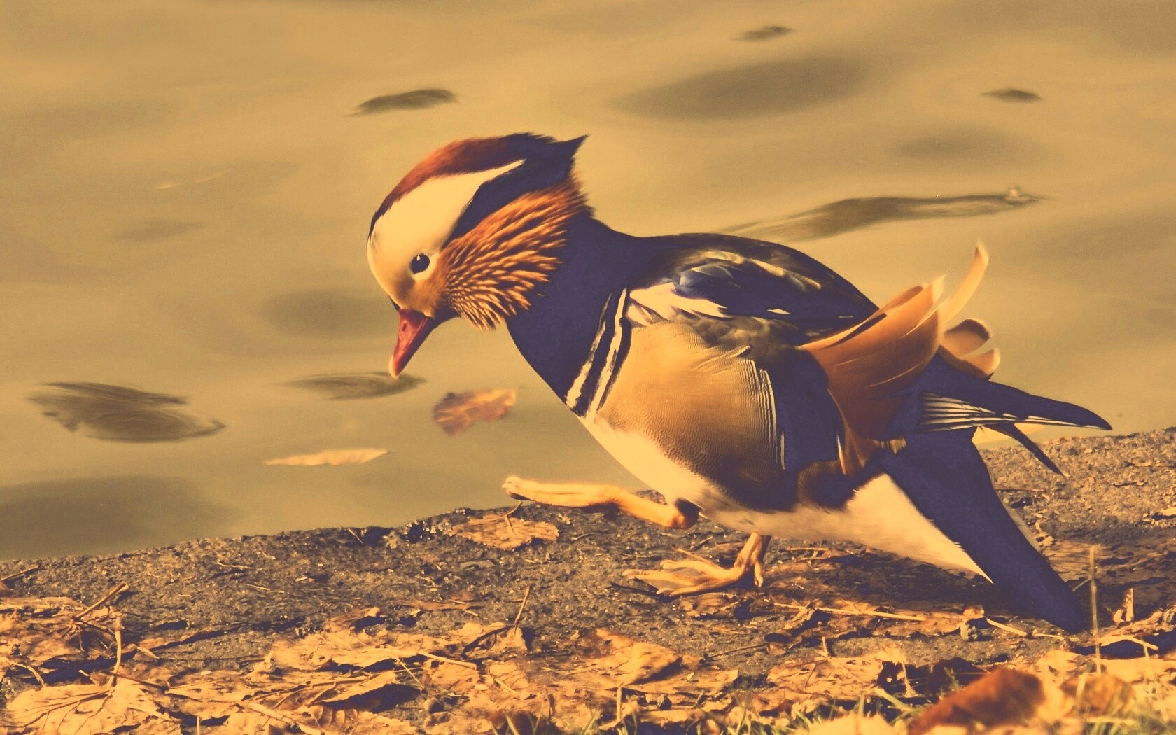 Уточка - мандаринка обои