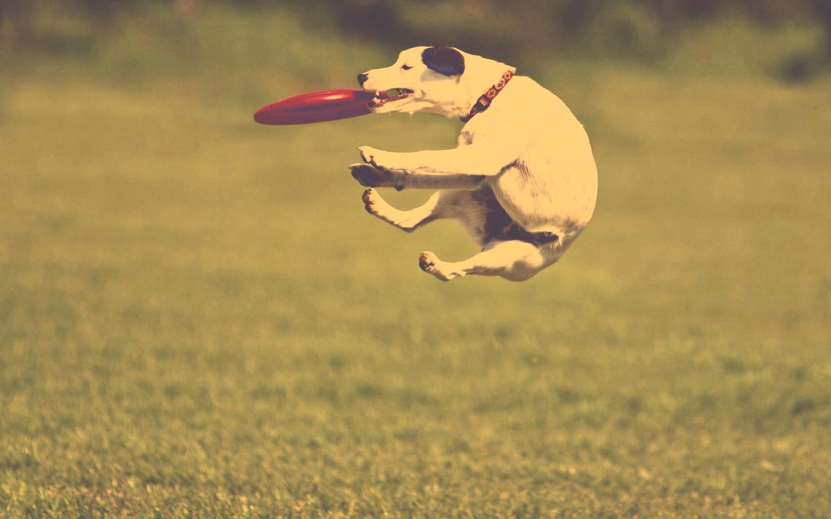 Ловкач обои