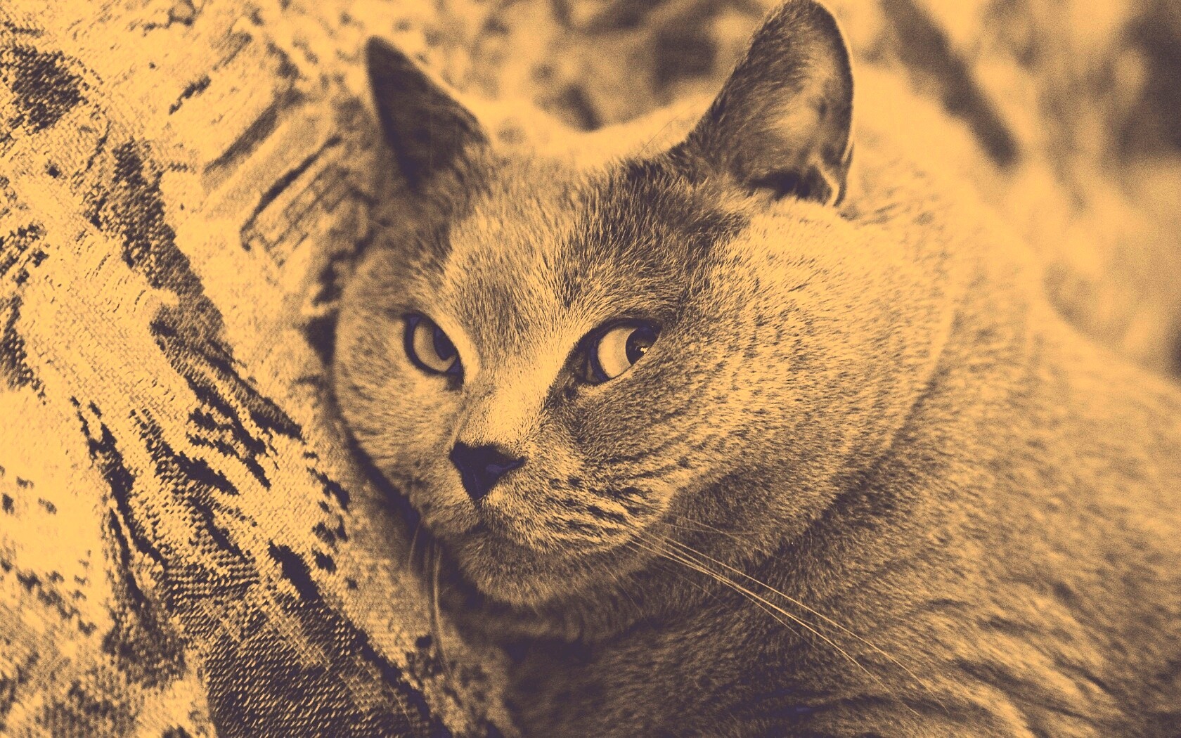 Щекастый британский котик обои