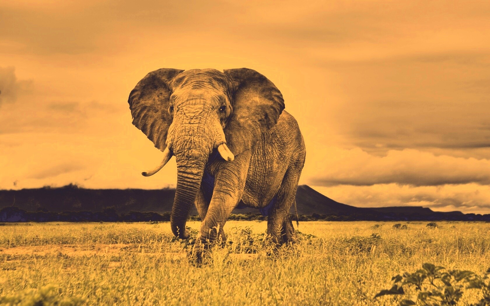 Слон на прогулке обои
