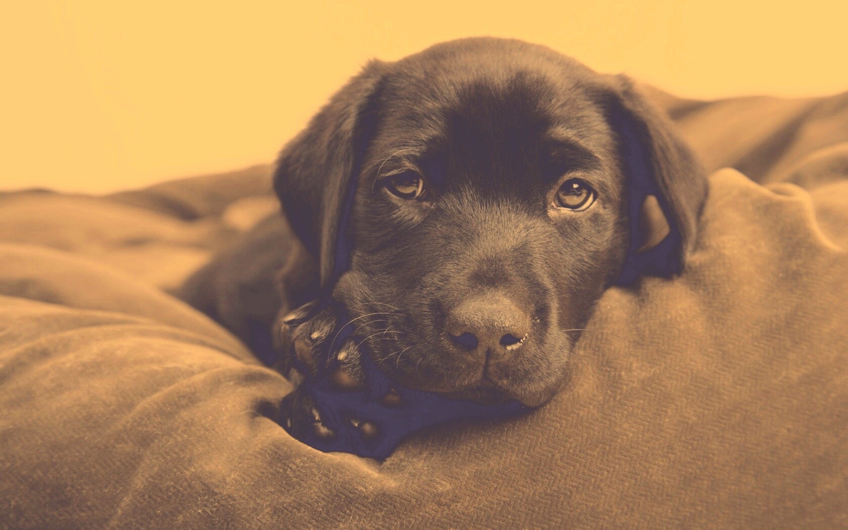 Сонный щенок немецкого поинтера обои